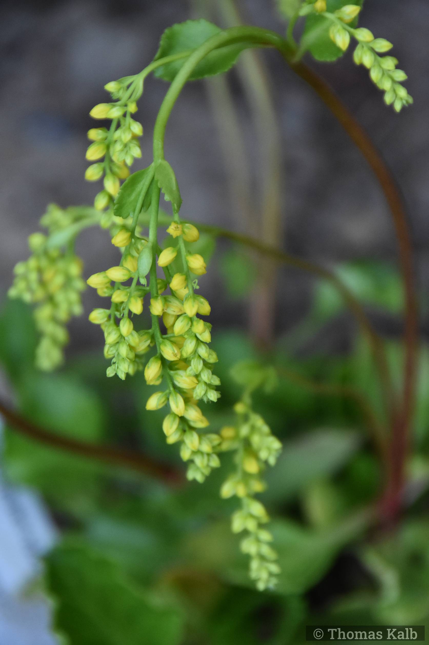 Chiastophyllum oppositifolium
