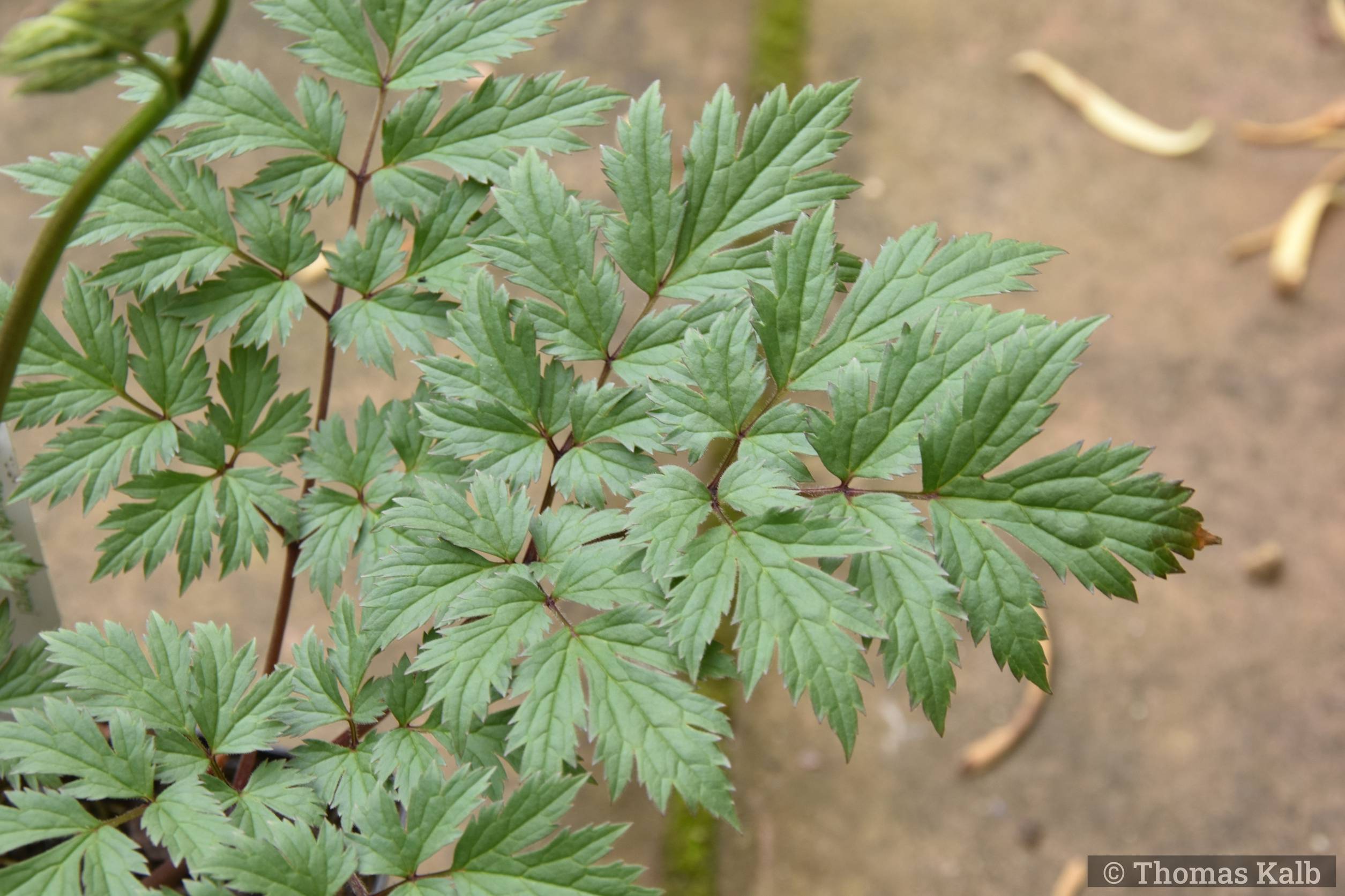 Cimicifuga simplex ’Atropurpurea’