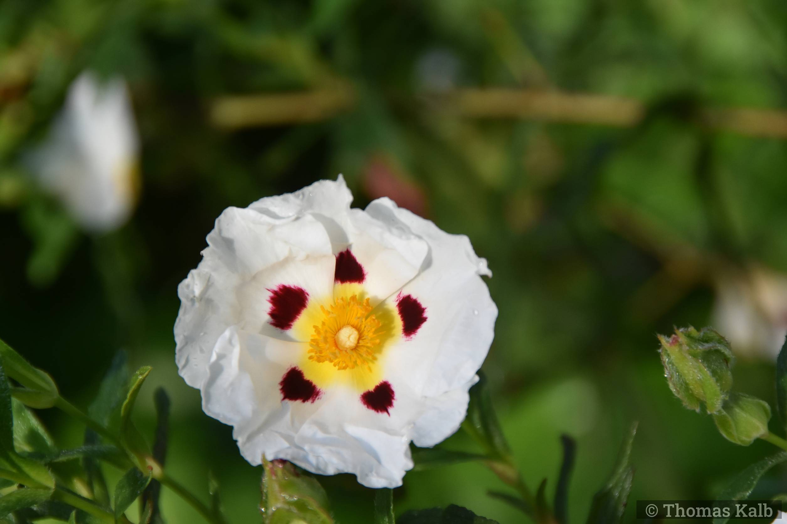 Cistus x dansereaui