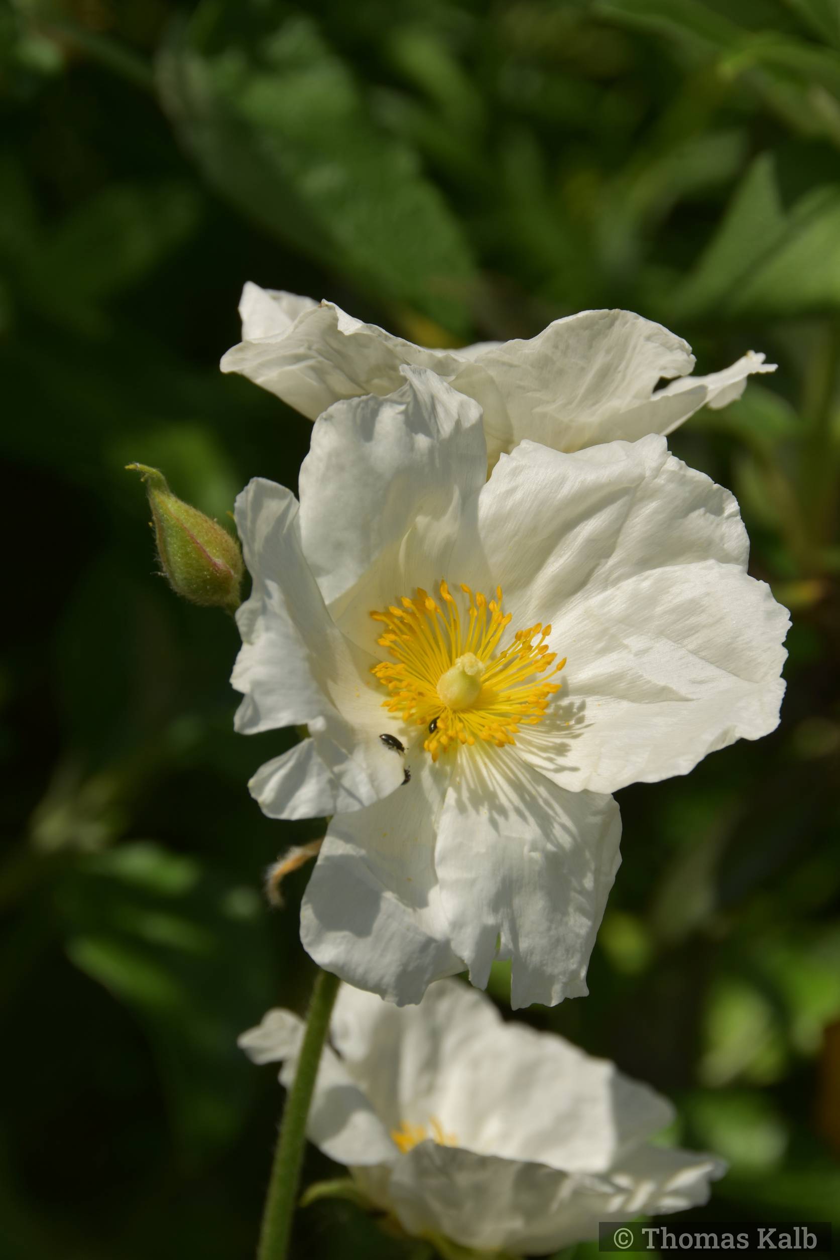 Cistus laurifolius