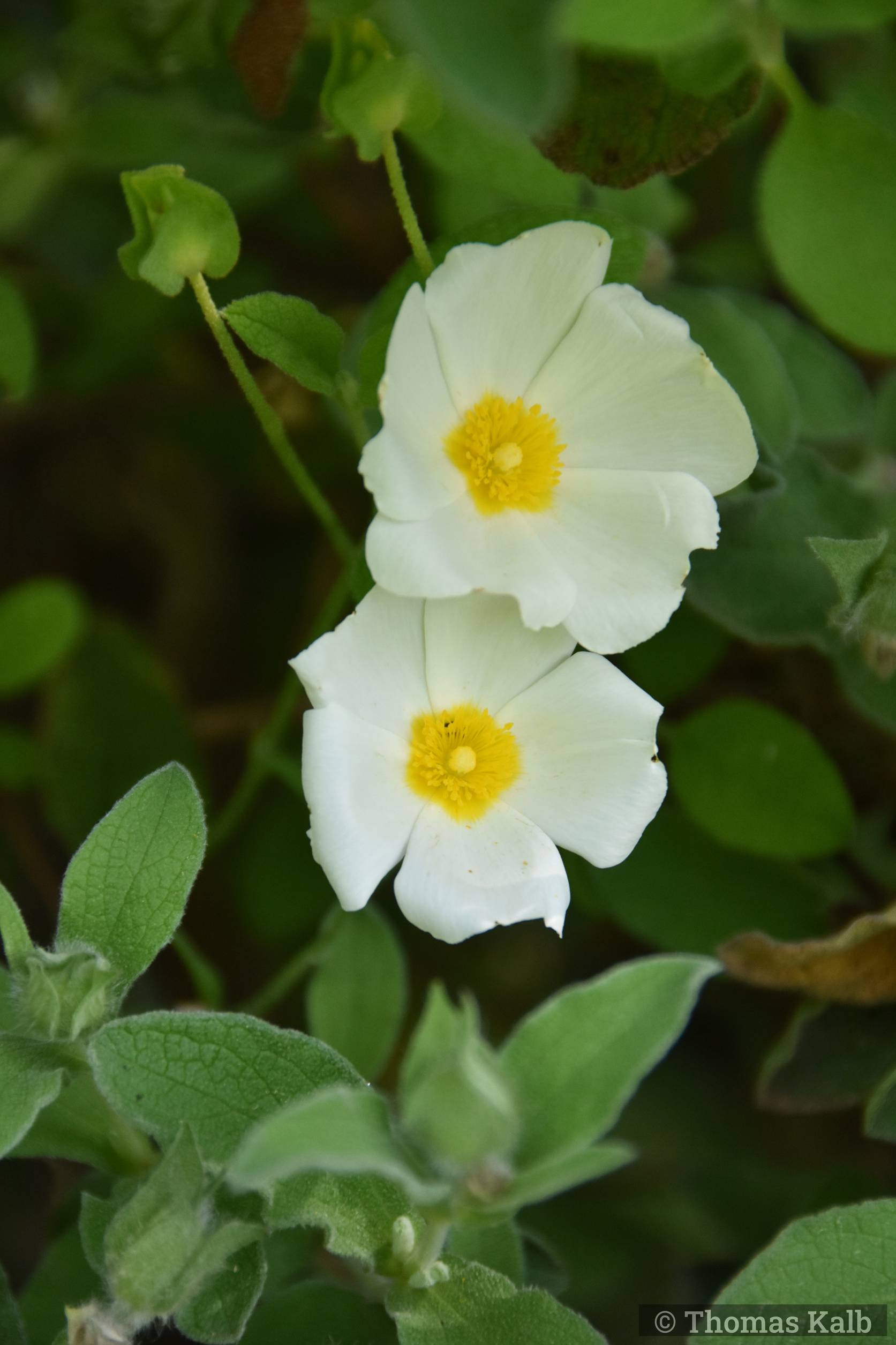 Cistus salvifolius ’Restonica’