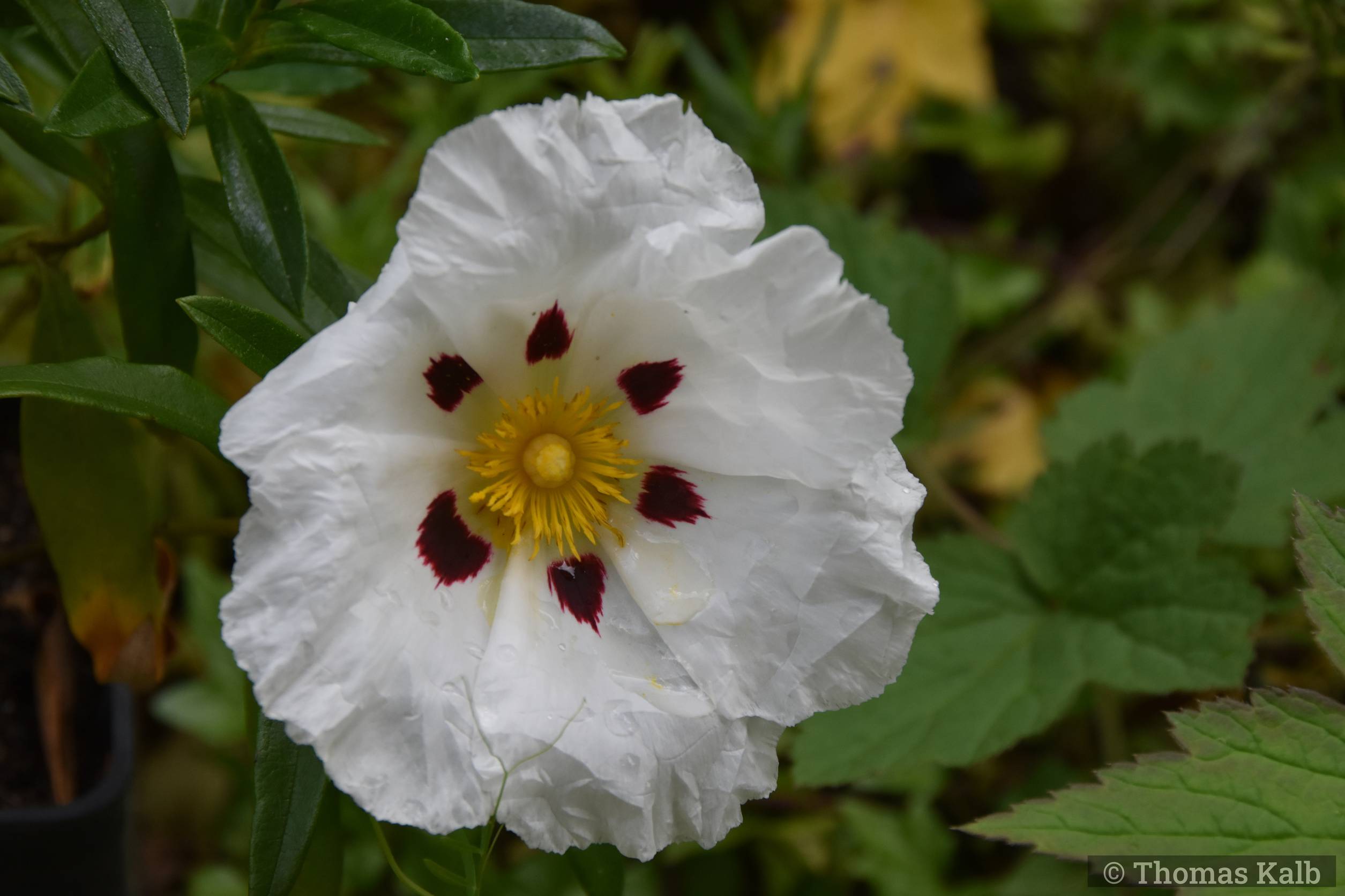 Cistus x cyprius var. ellipticus