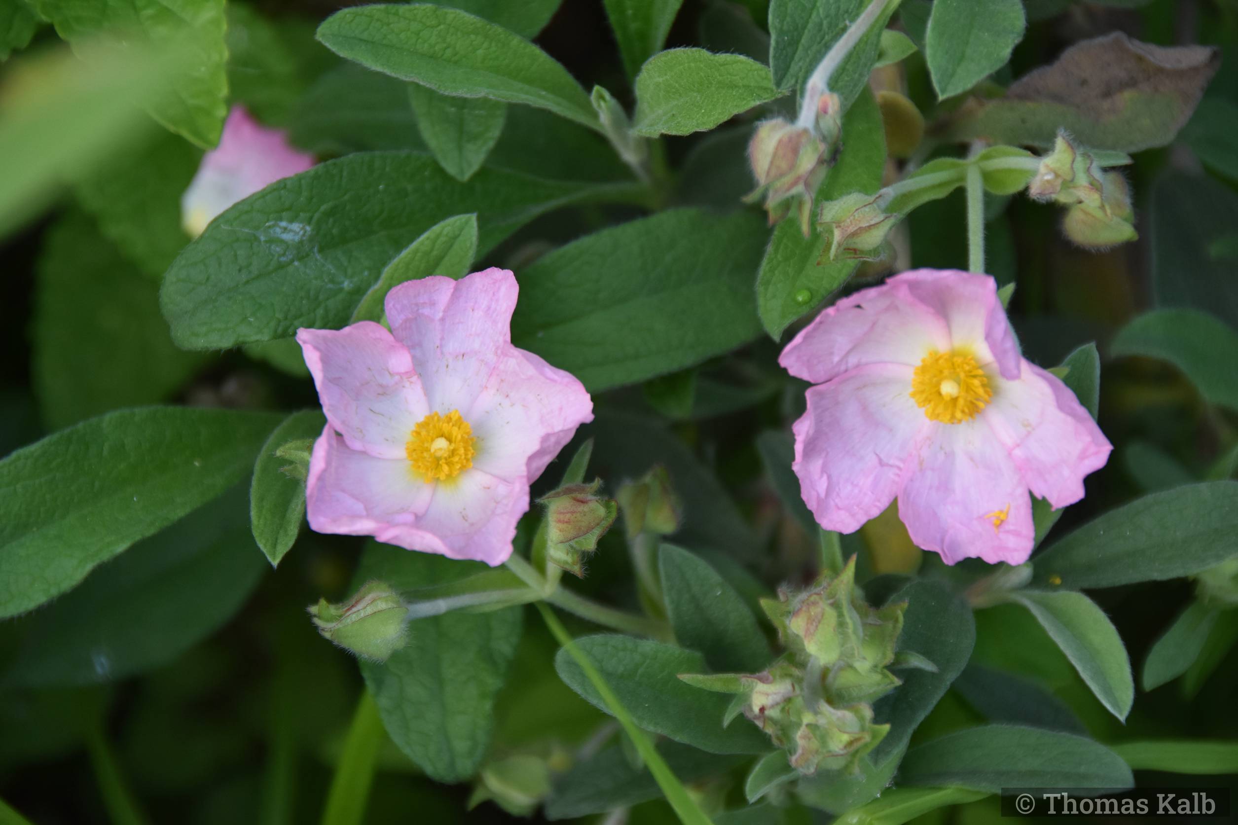 Cistus x lenis ‚Grayswood Pink‘