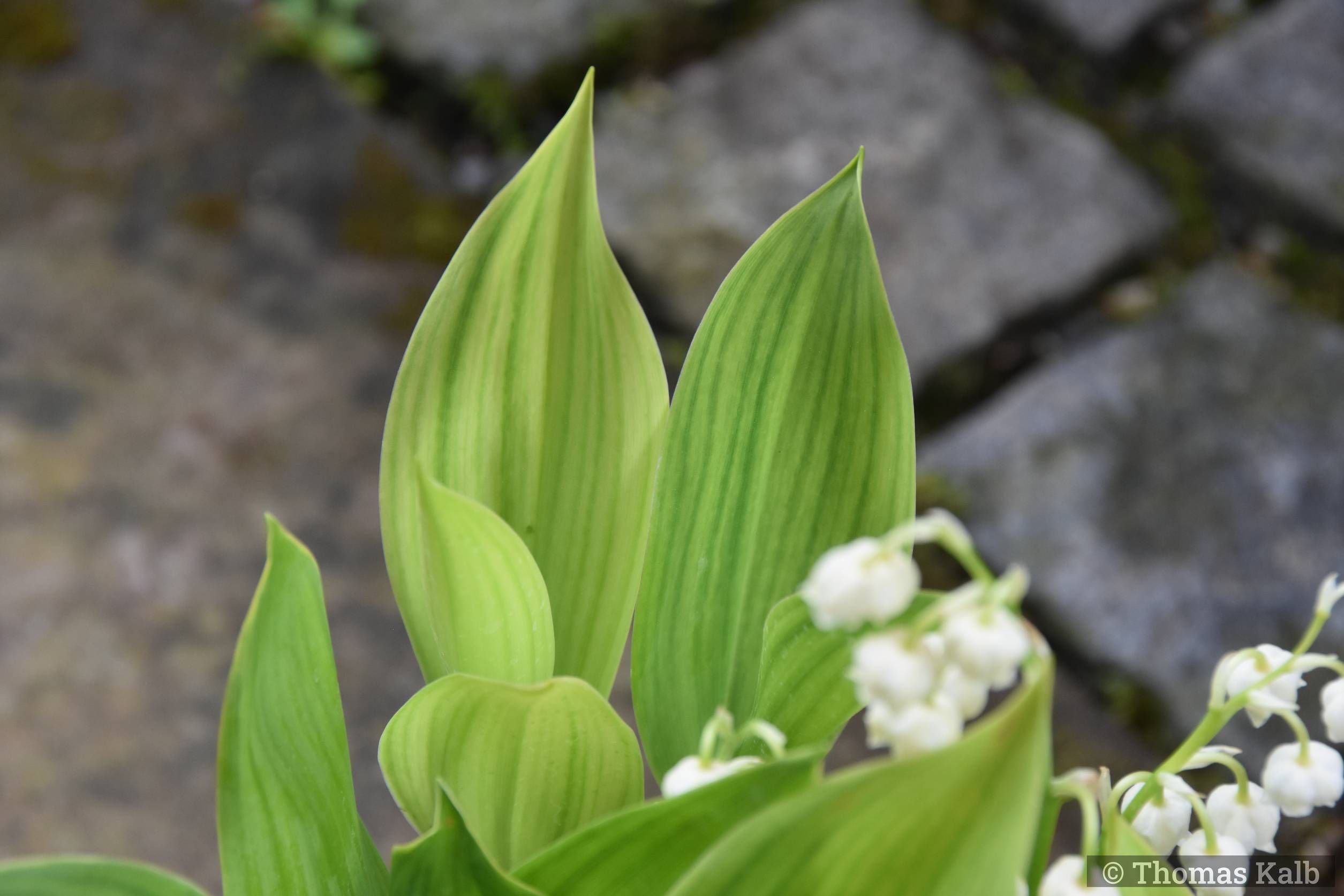 Convallaria majalis ‚Hardwick Hall‘