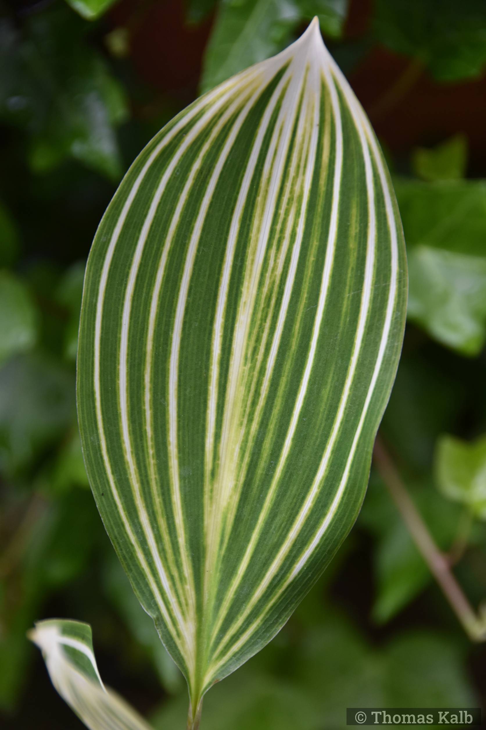 Convallaria majalis ‚Striata‘