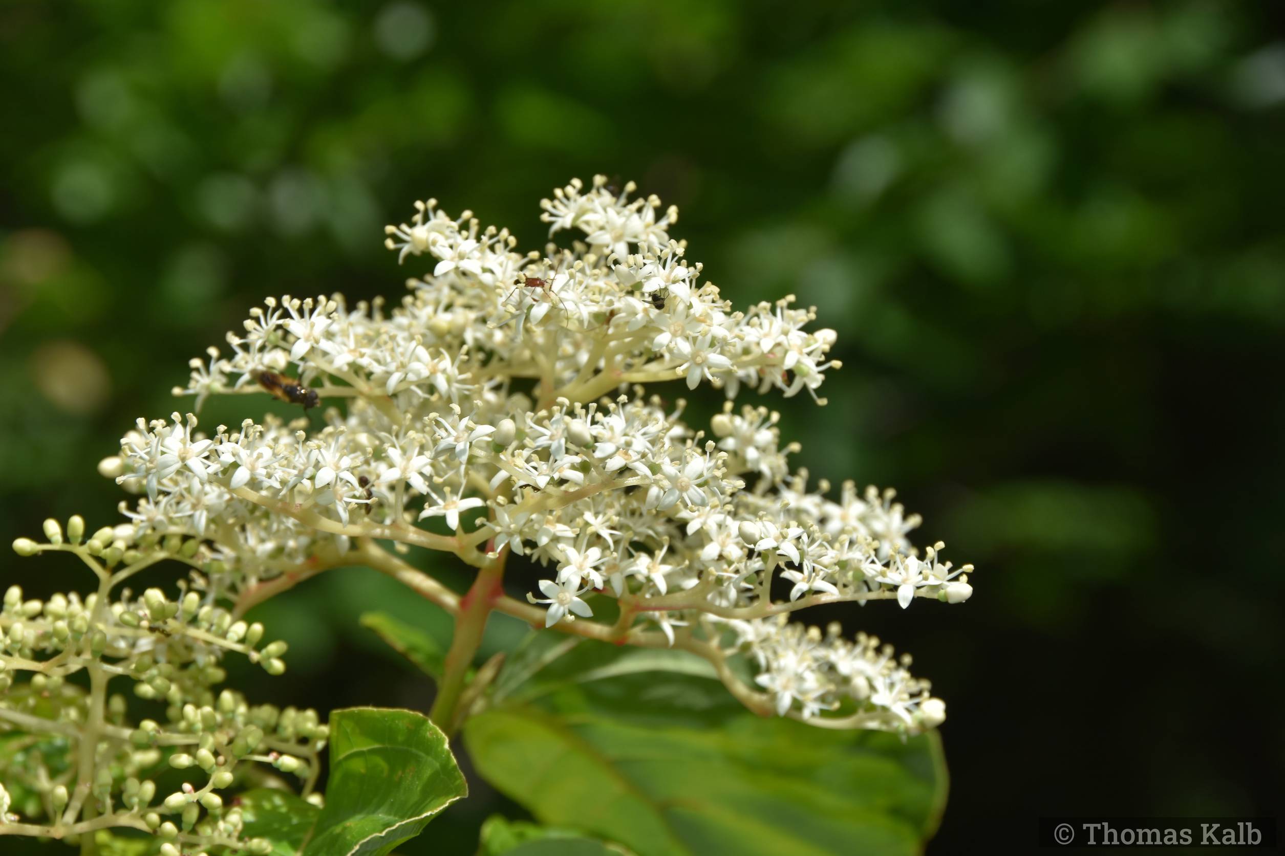 Cornus macrophylla