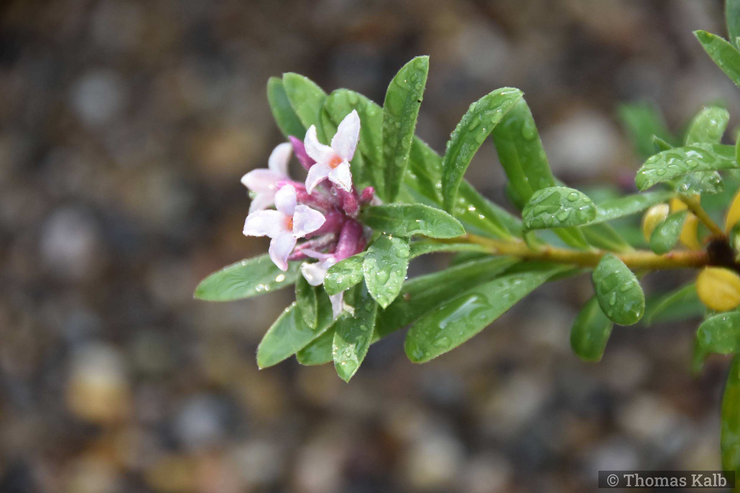 Daphne xtransatlantica ‚Pink Eternal Fragrance‘