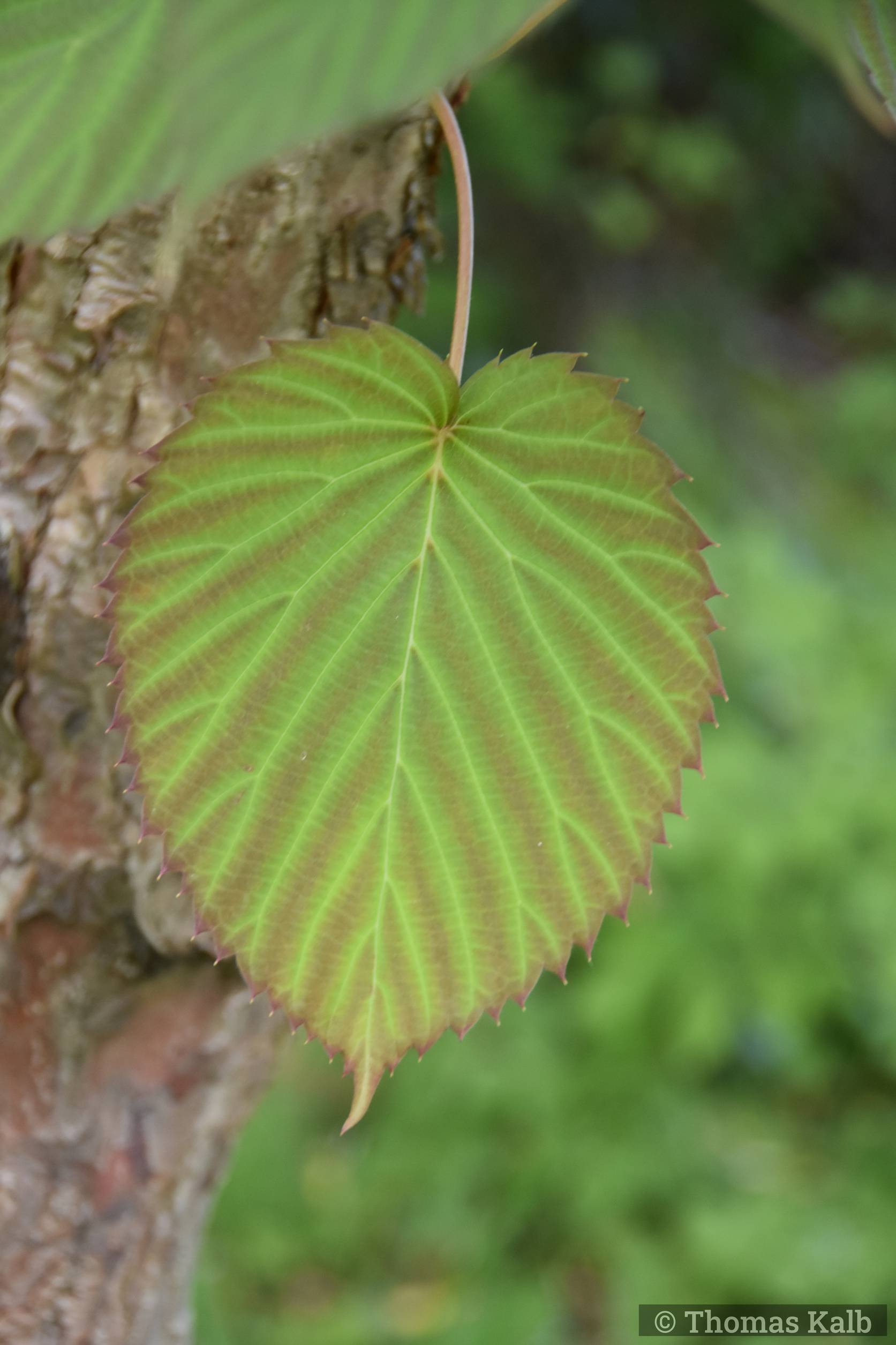 Davidia involucrata