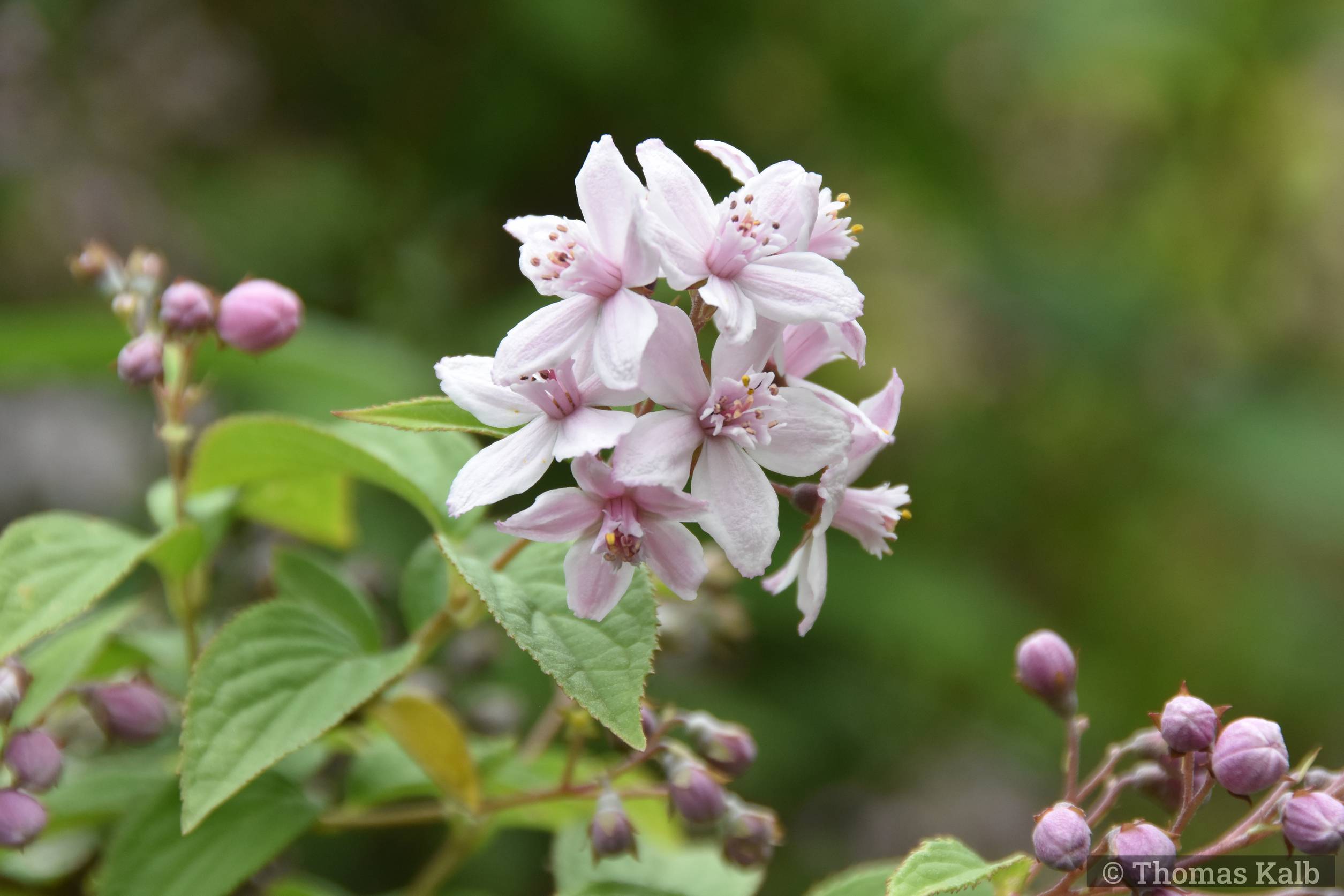 Deutzia ’Mont Rose’