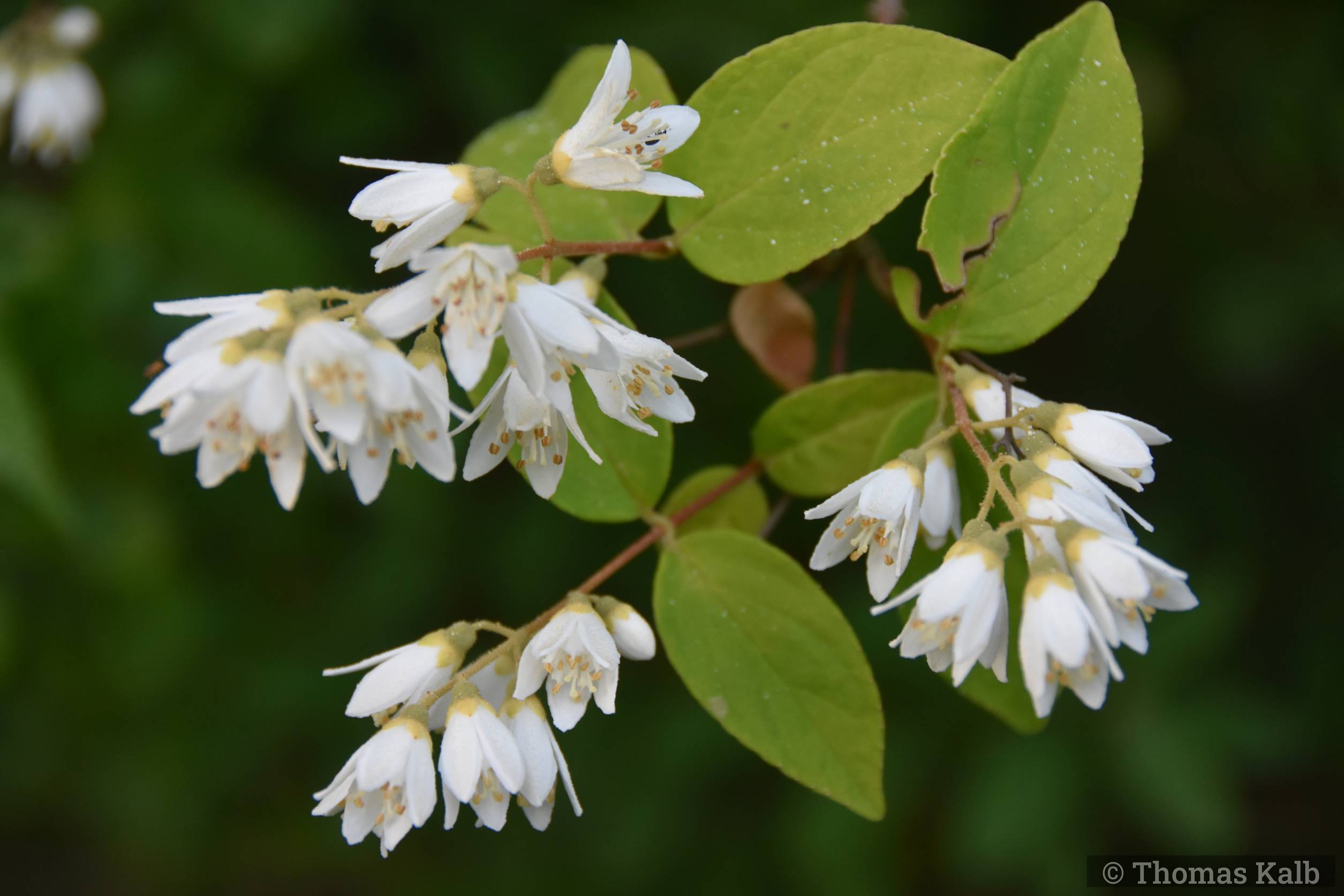 Deutzia scabra ‚Candidissima‘