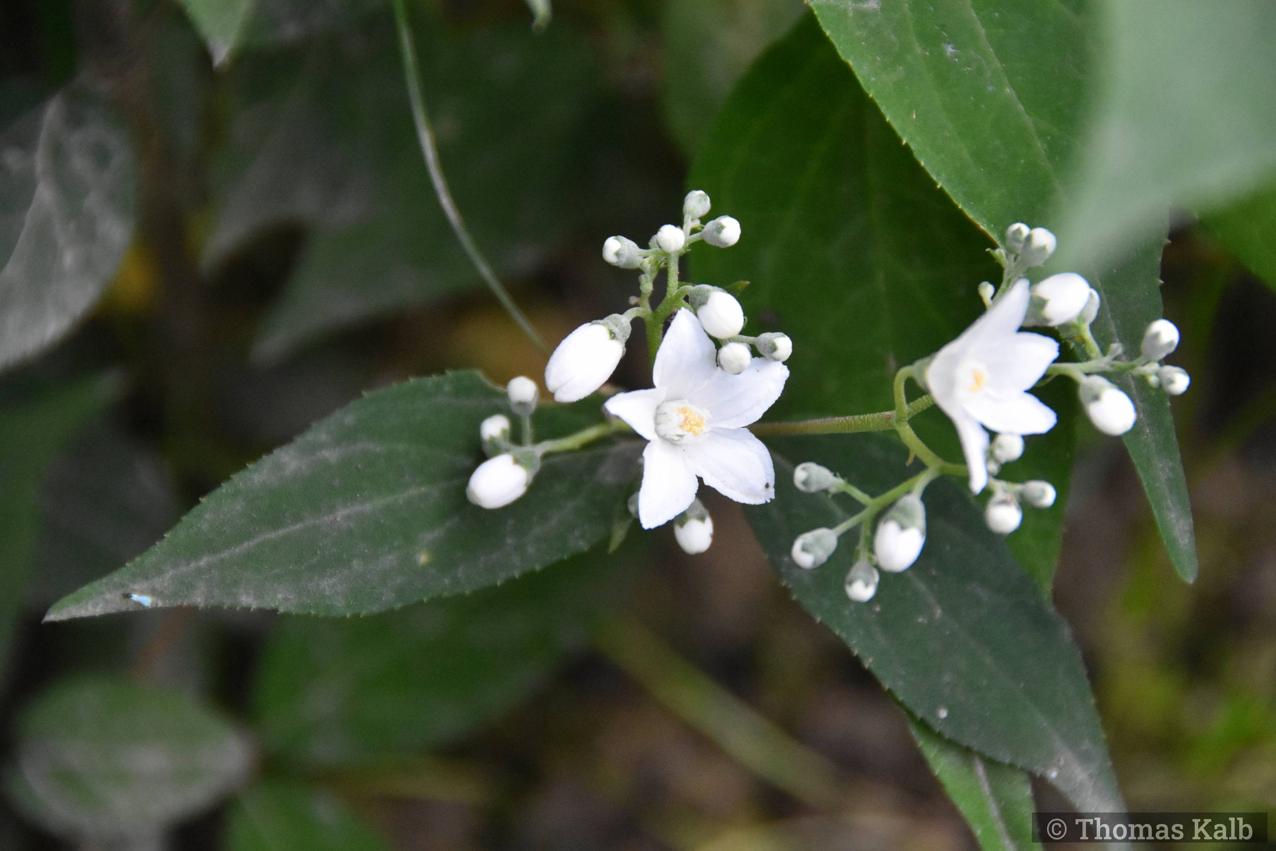 Deutzia setchuenensis var. corymbiflora
