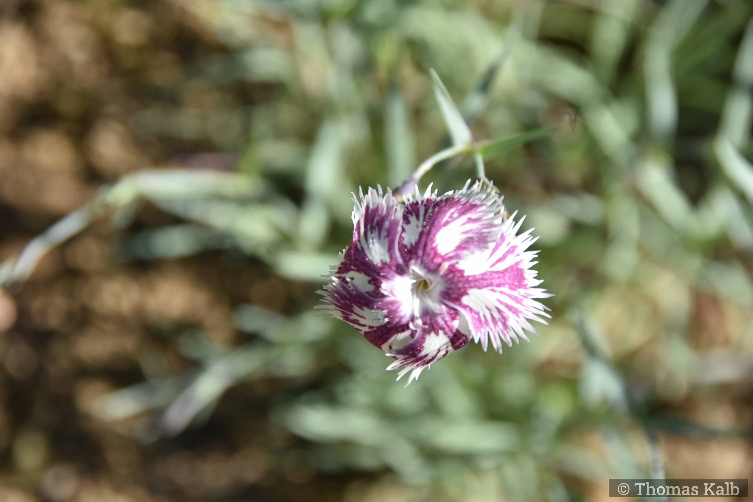 Dianthus lumnitzeri ‚Tatra Fragrance‘