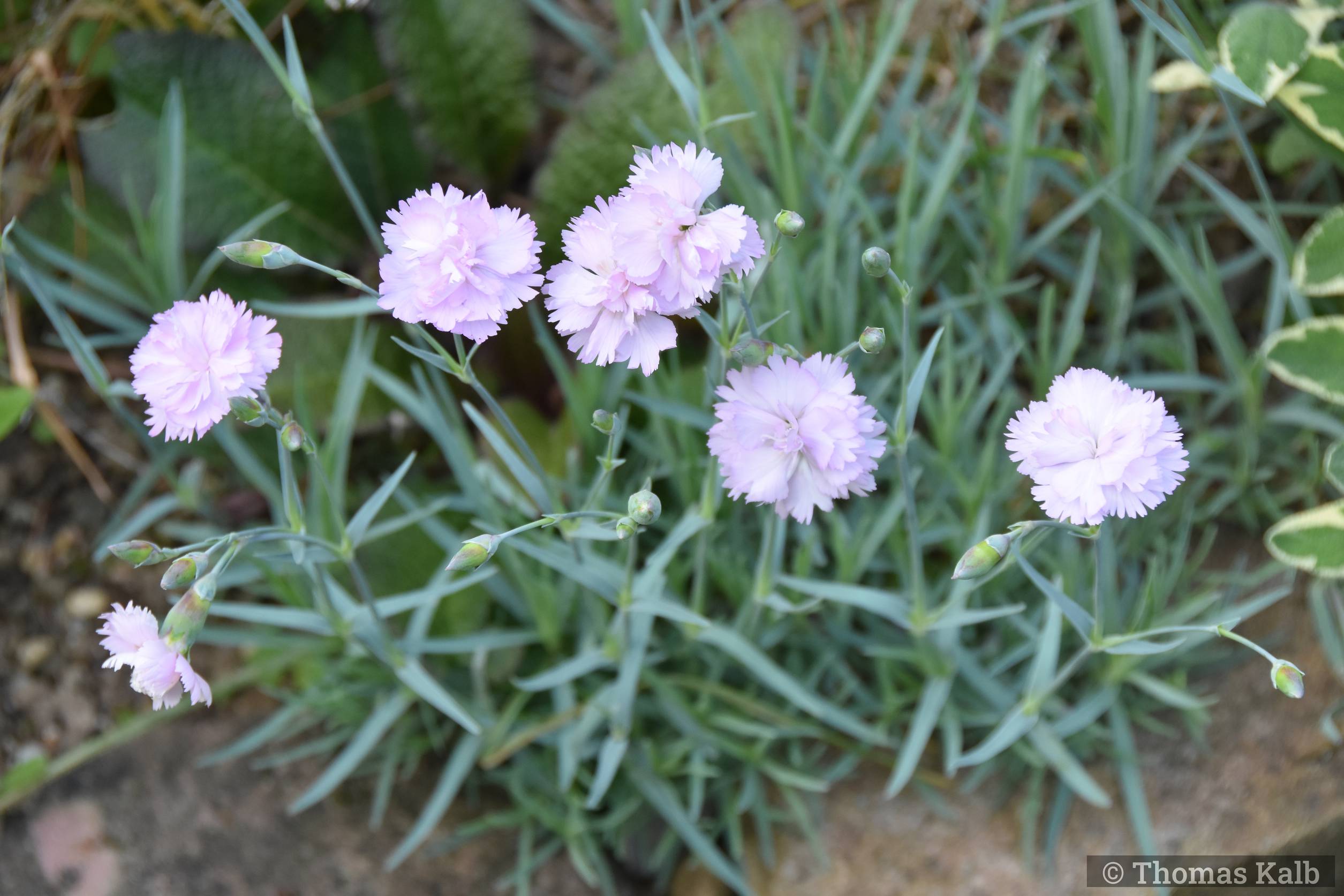 Dianthus plumarius ‚Duftwolke‘