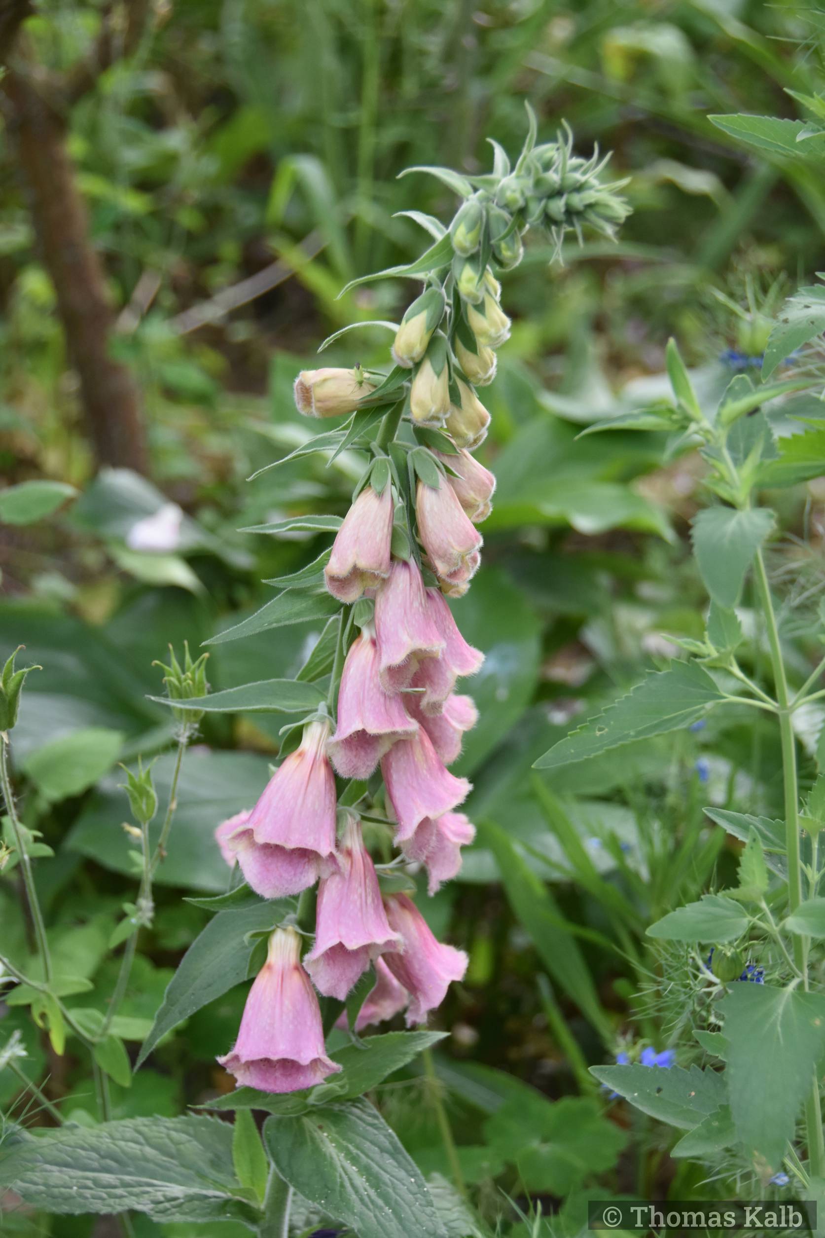 Digitalis x mertonensis