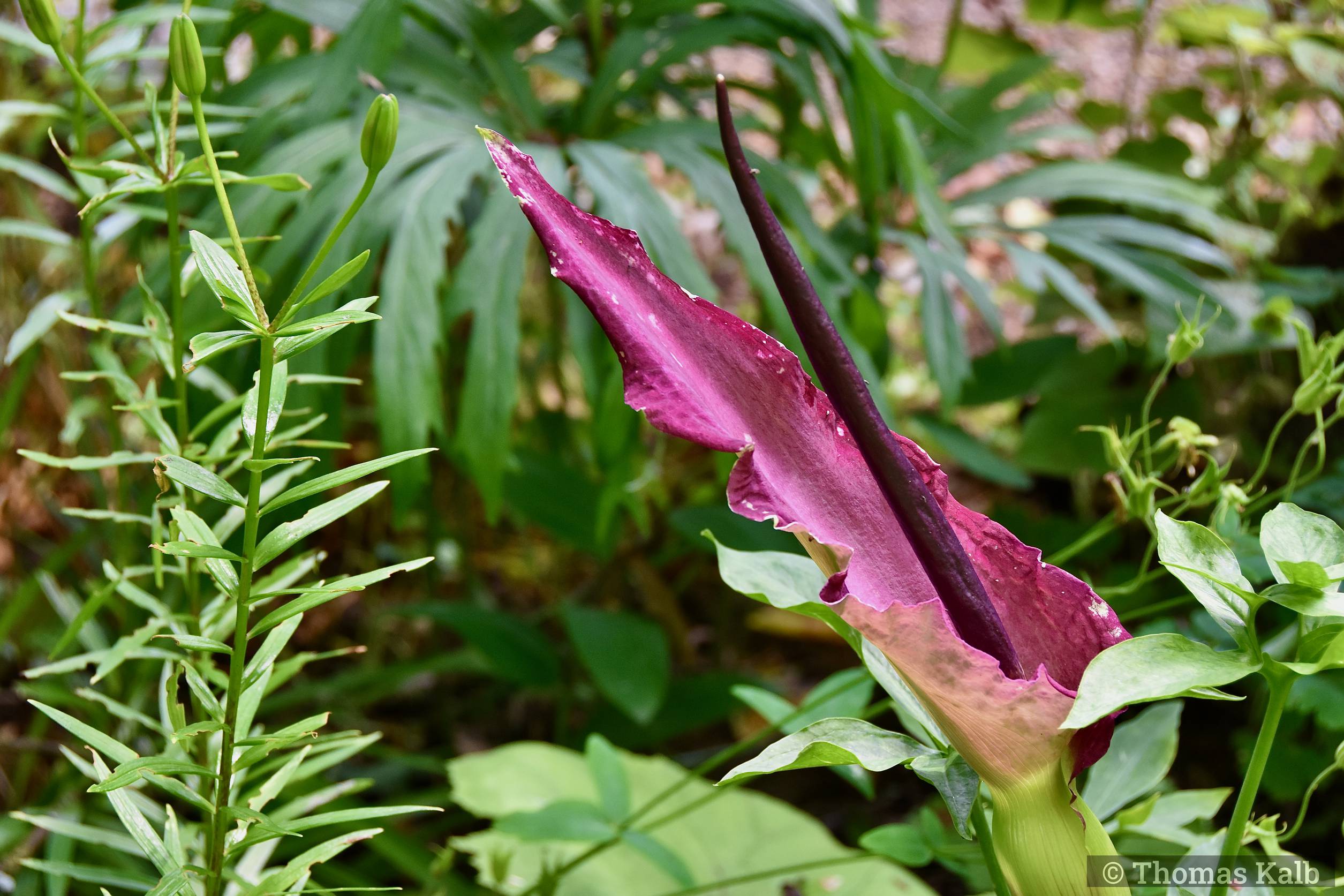Dracunculus vulgaris