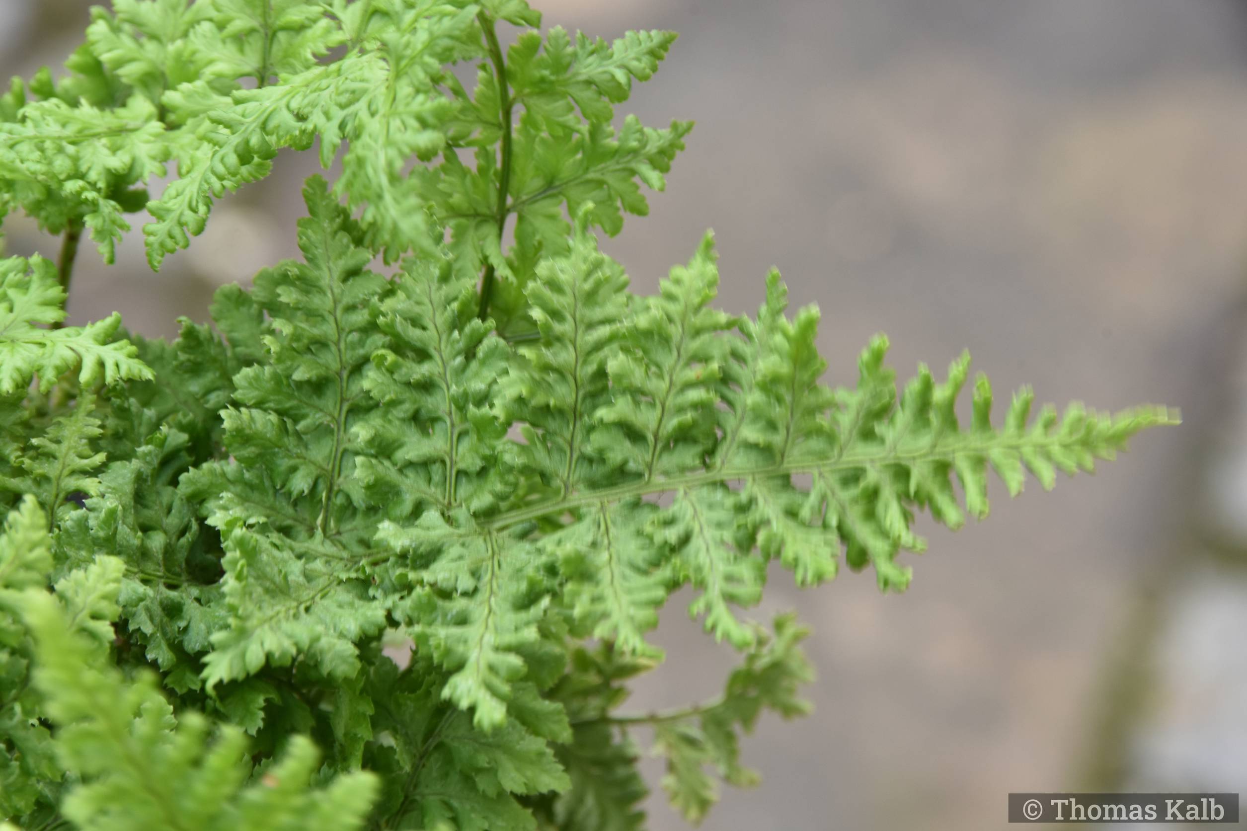 Dryopteris dilatata ‚Crispa Whiteside‘