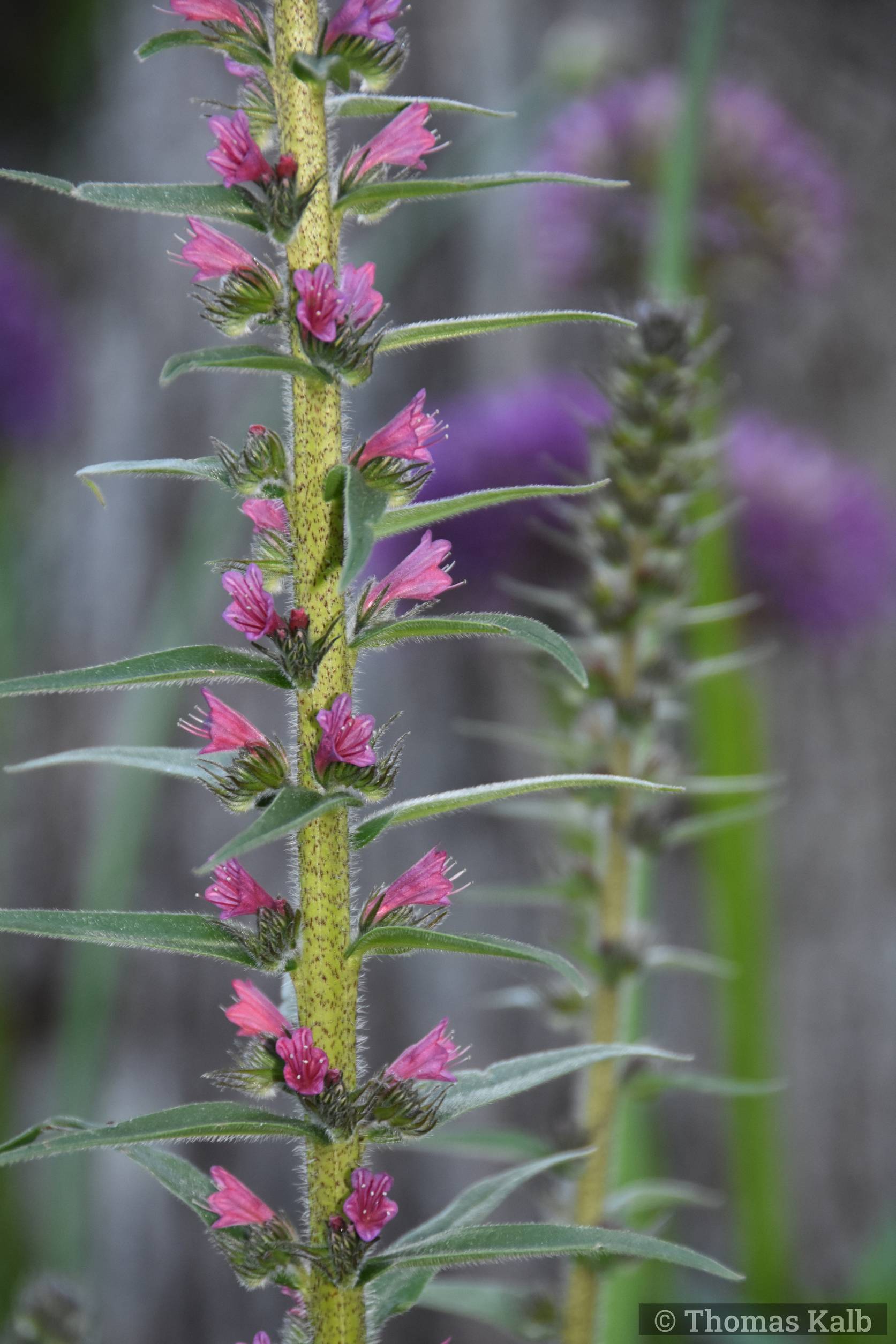 Echium russicum