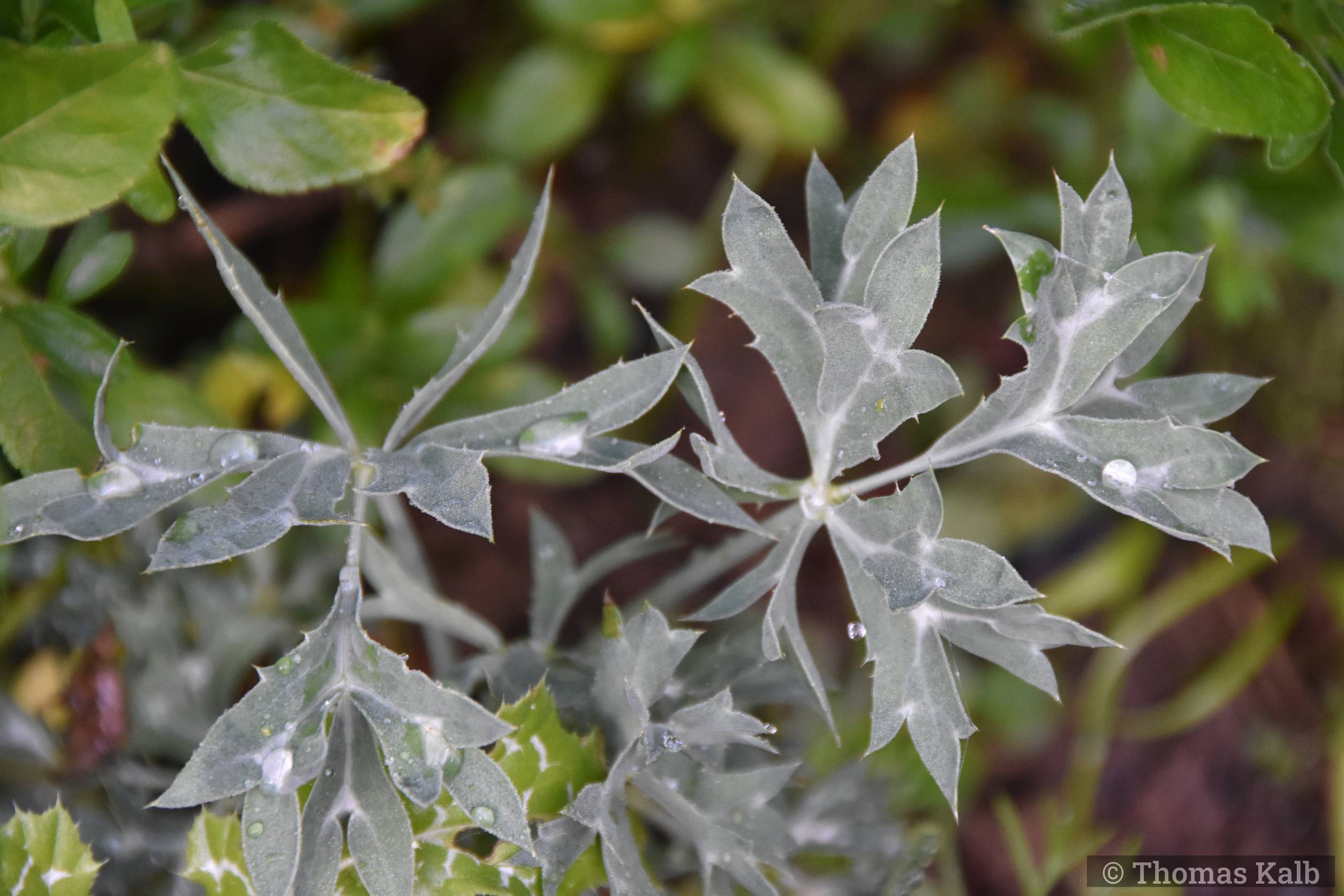 Eryngium bourgatii