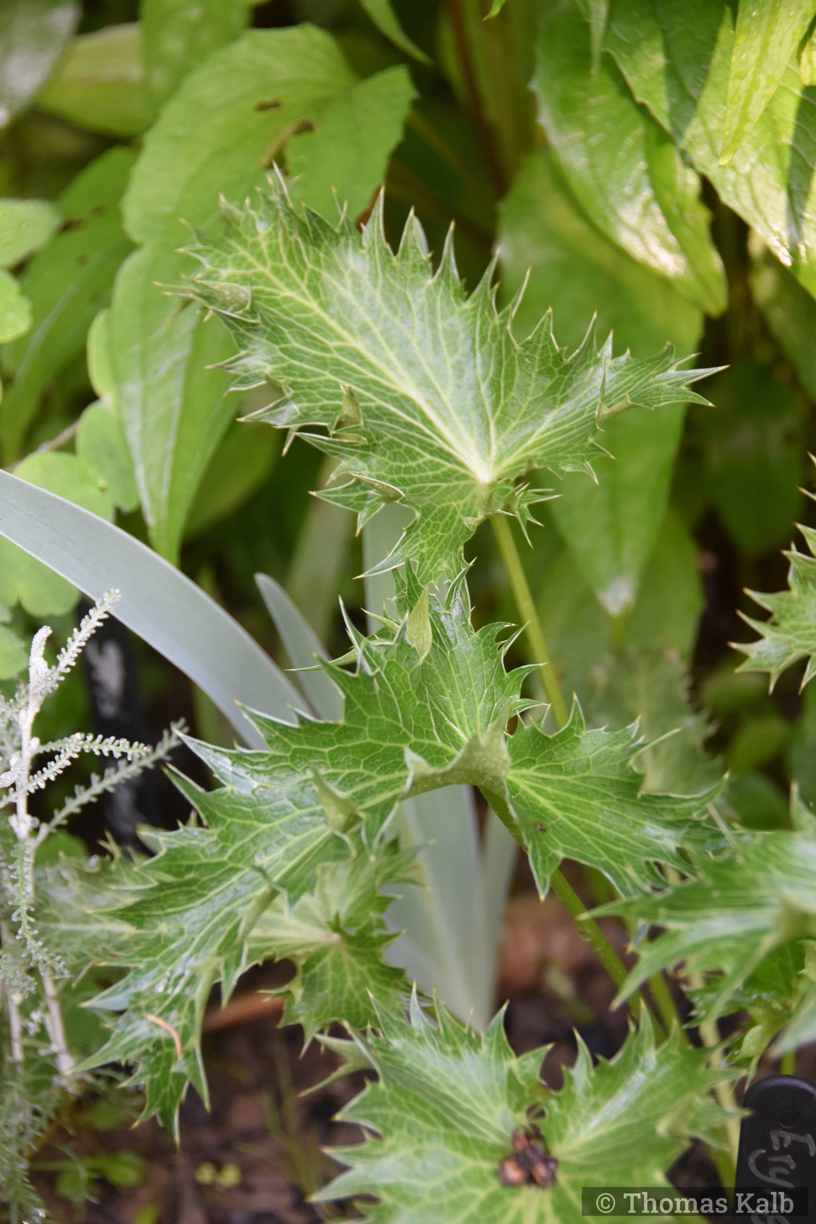 Eryngium giganteum ’Silver Ghost’