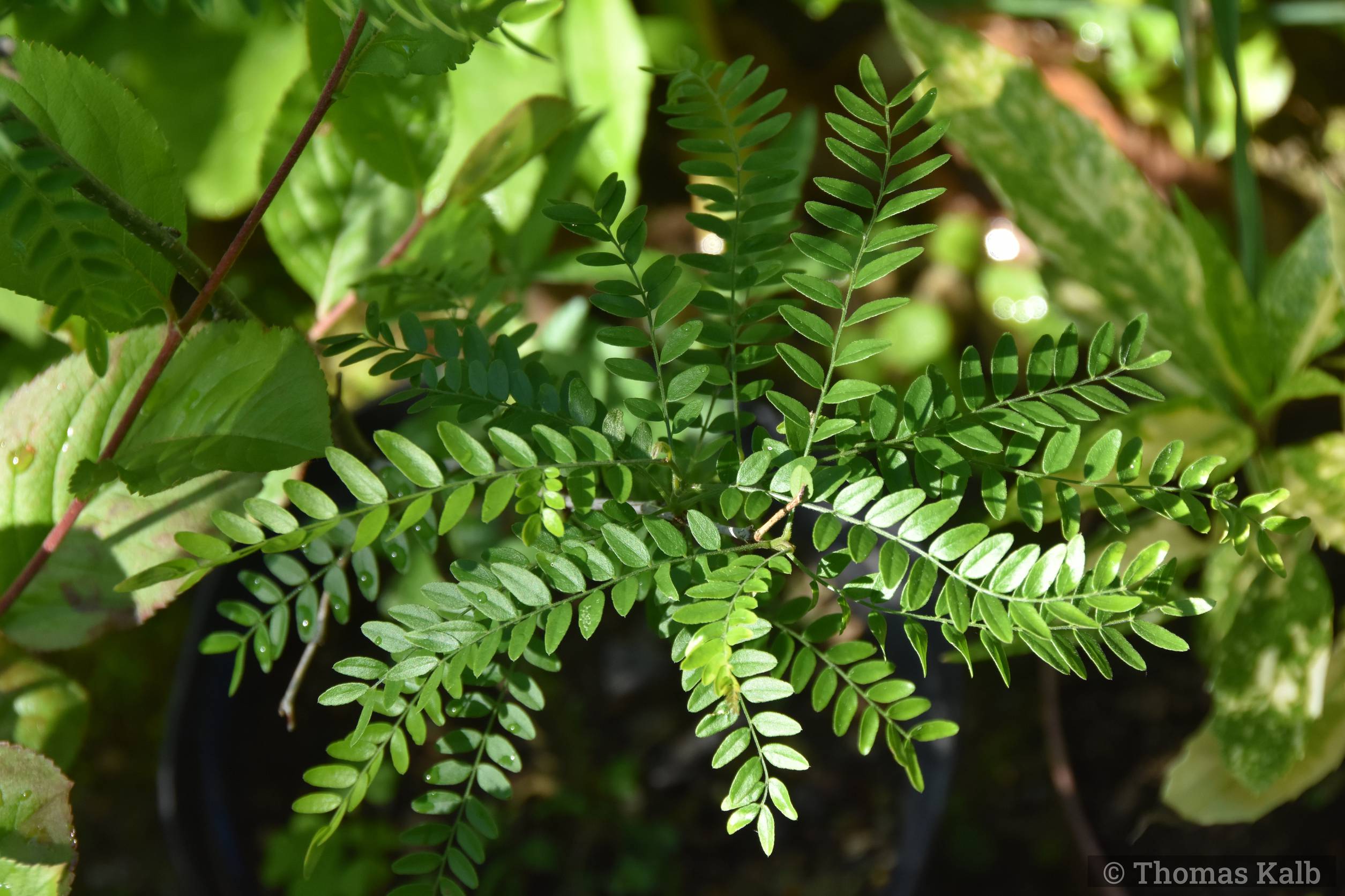 Gleditsia amorphoides