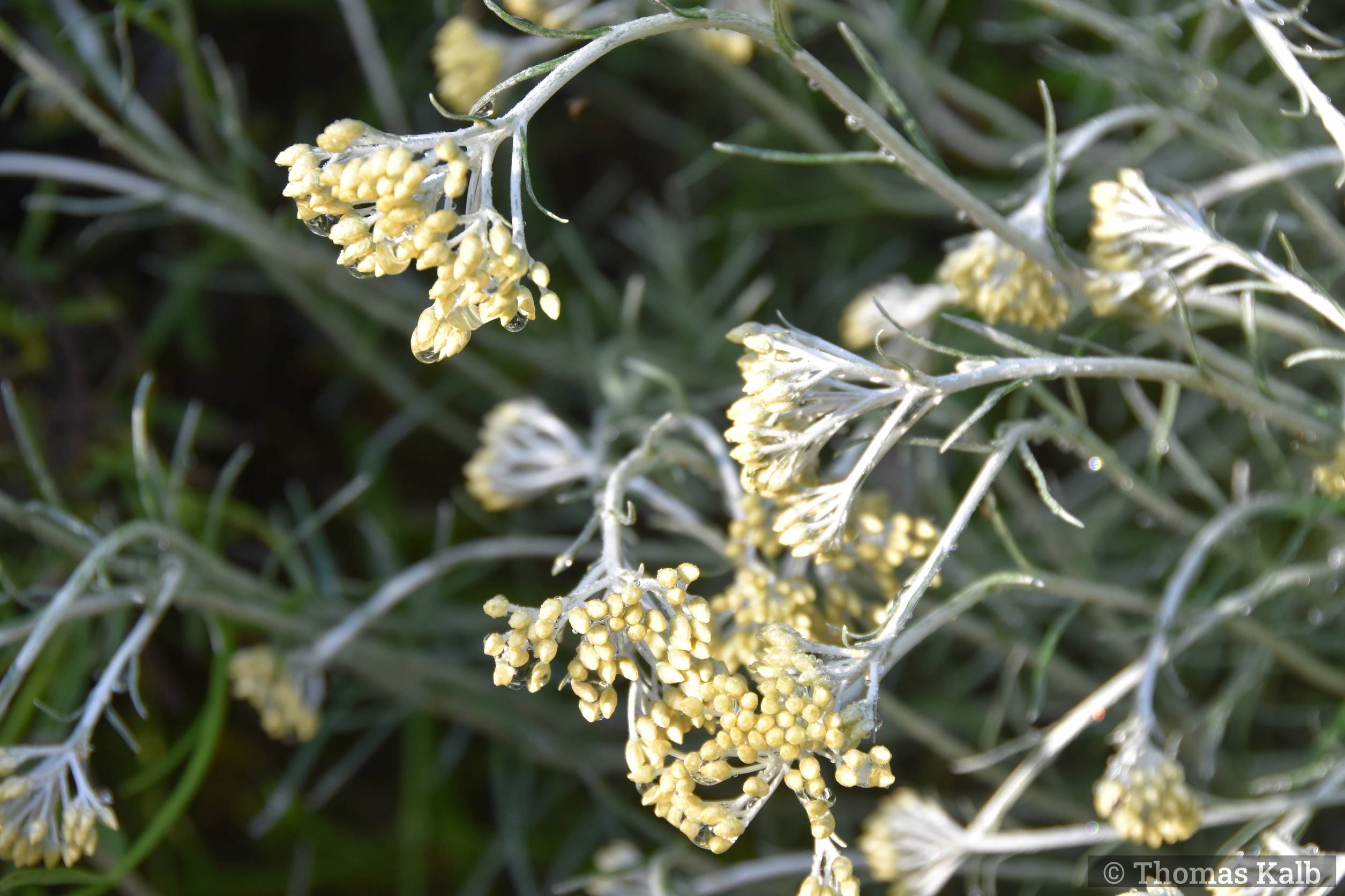 Helichrysum italicum