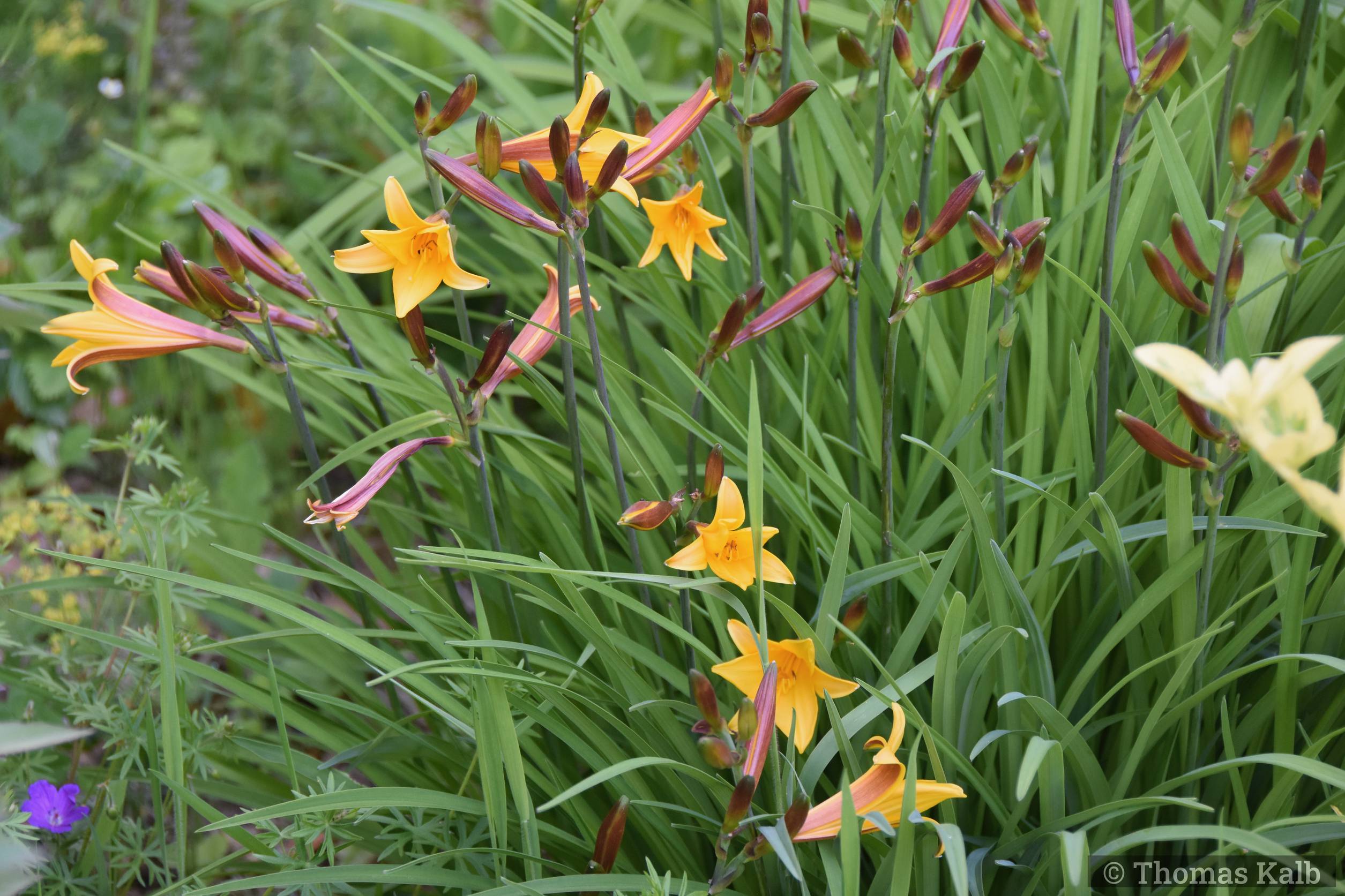 Hemerocallis fulva