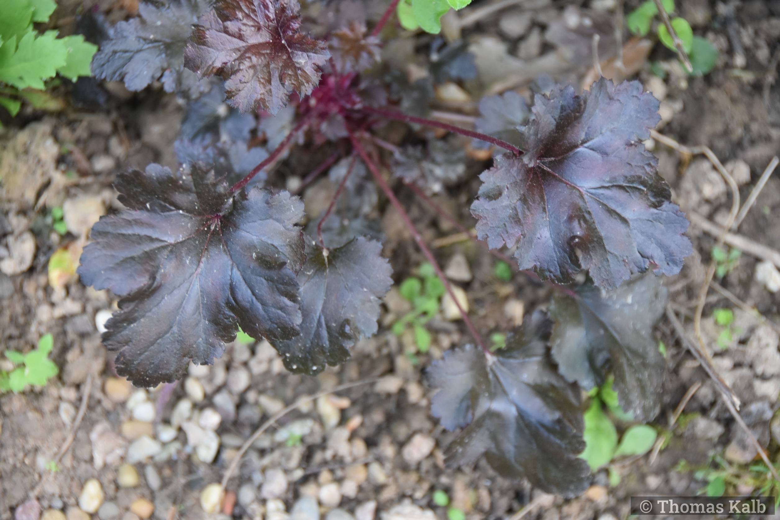 Heuchera ‚Black Pearl‘