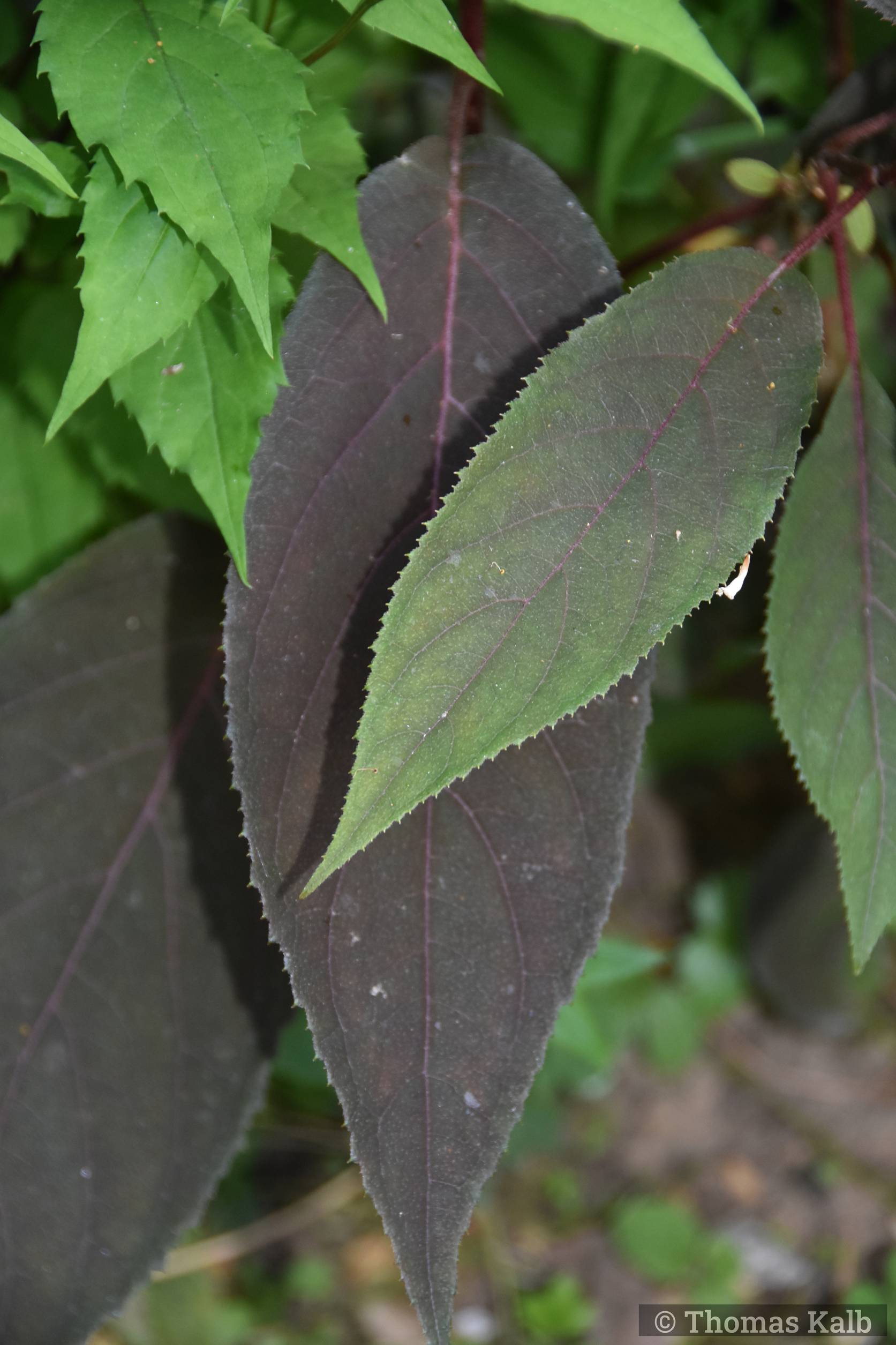 Hydrangea aspera ‚Koki‘