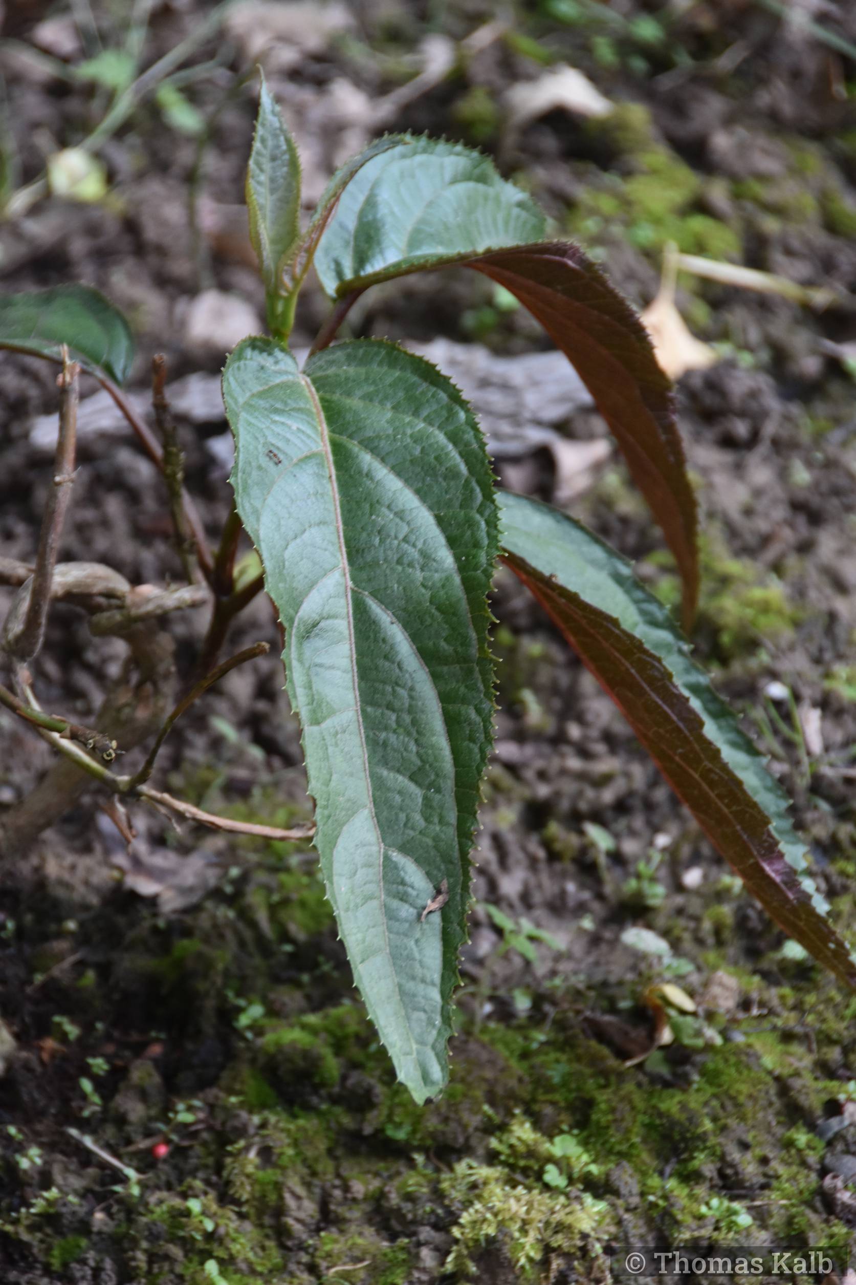 Hydrangea aspera ’Rosemary Foster’