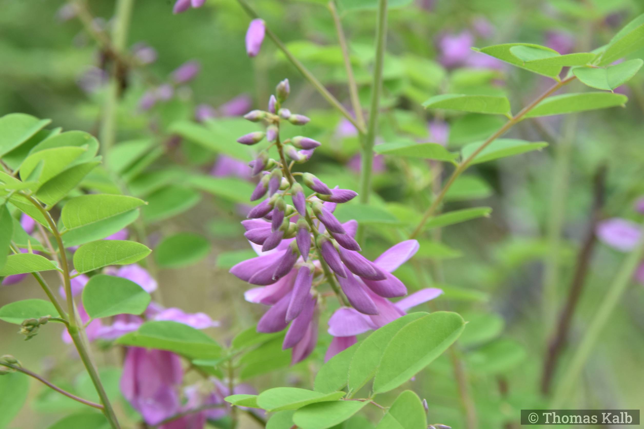 Indigofera kirilowii