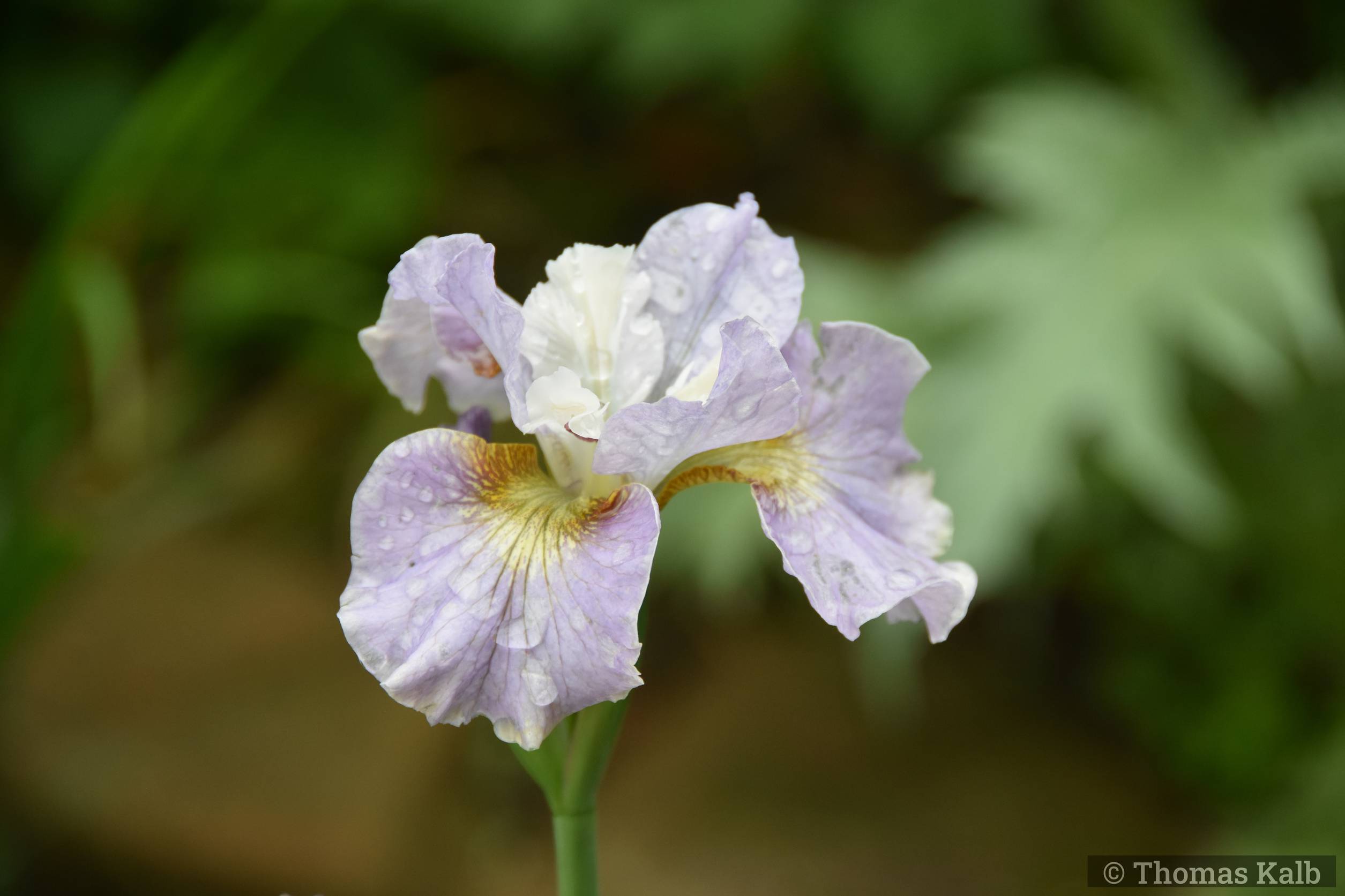 Iris ‚Rikugi Sakura‘