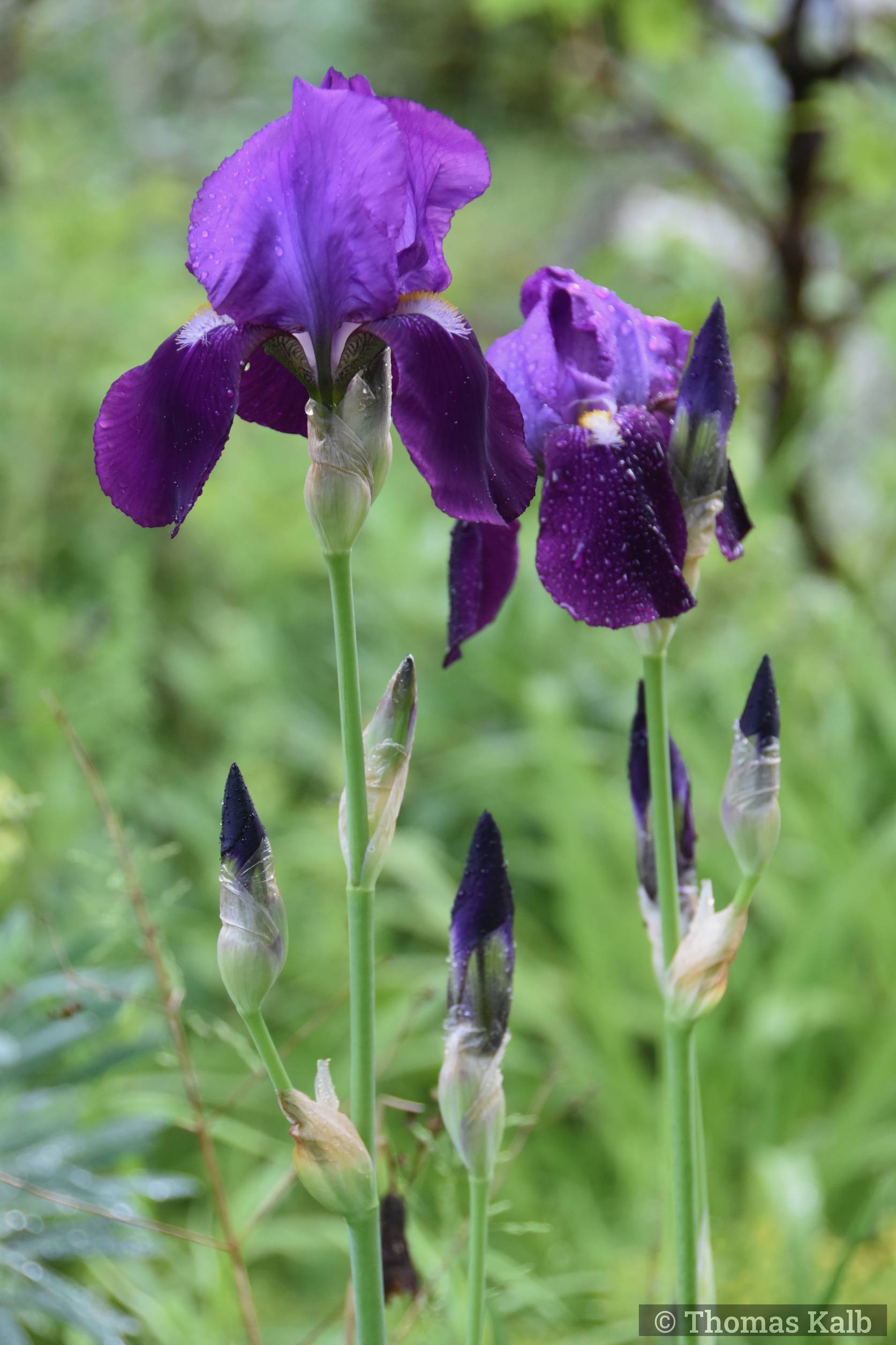 Iris barbata-elatior