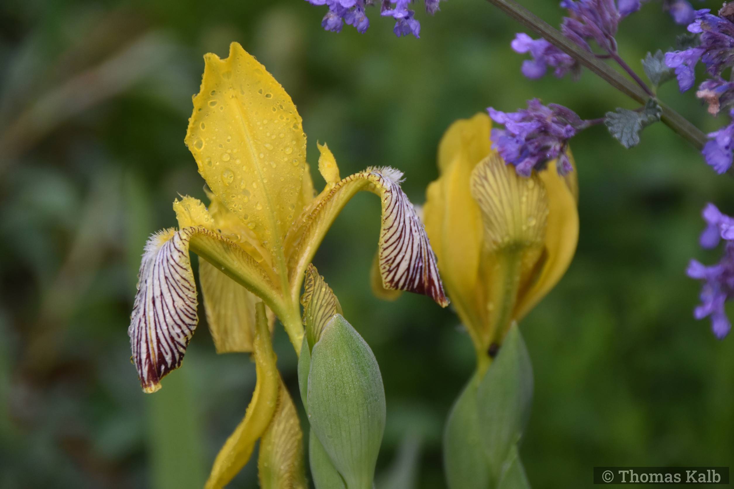 Iris variegata