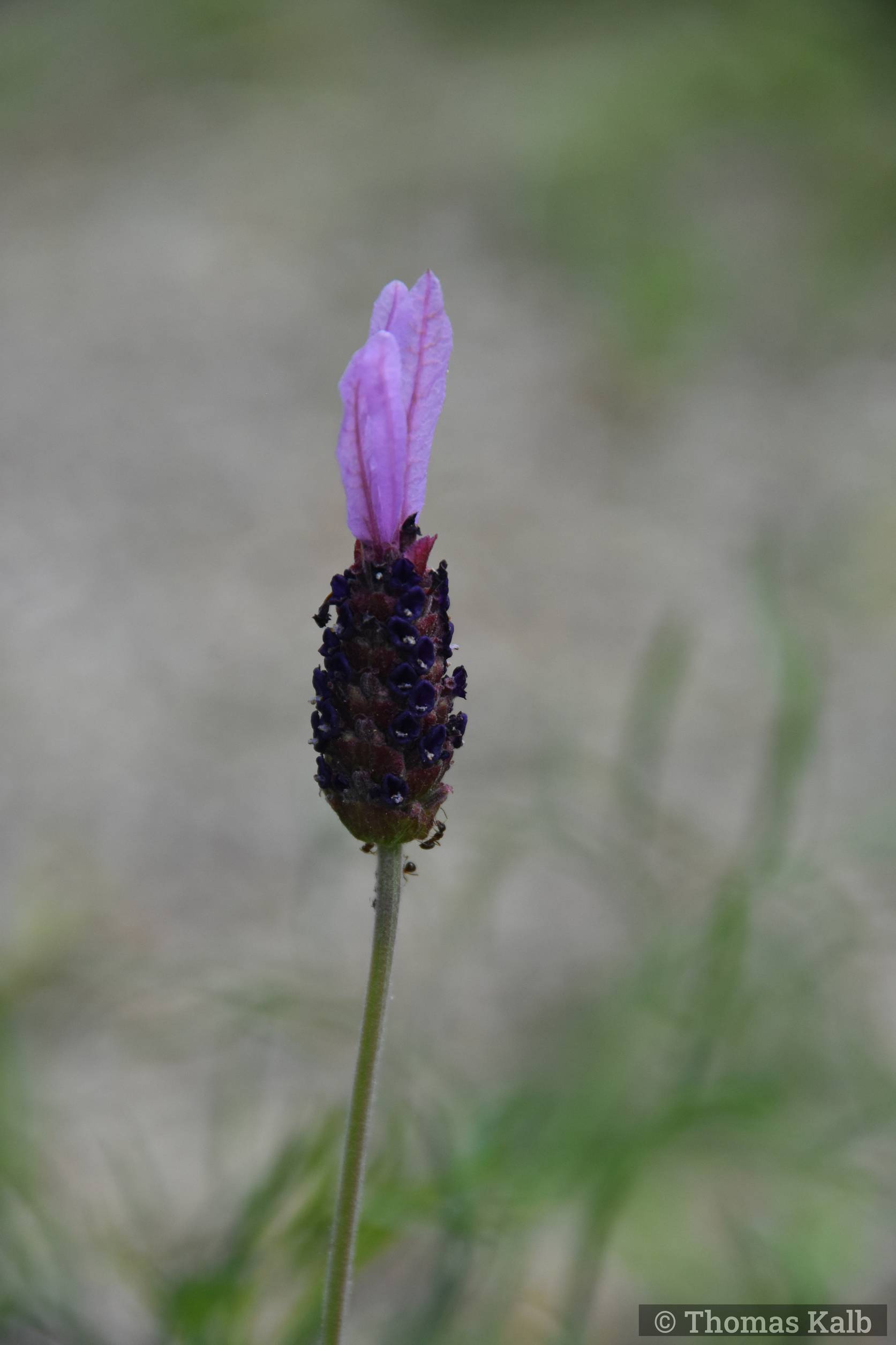 Lavandula stoechas (ex PN de Monfrague)