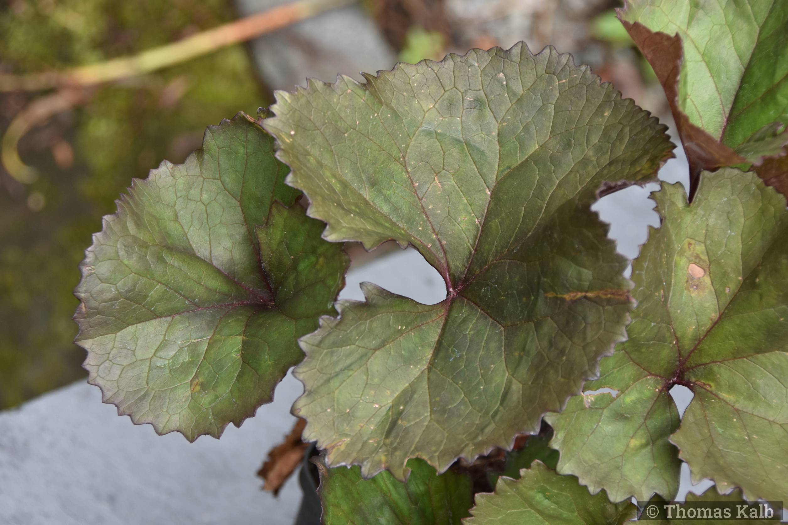 Ligularia dentata