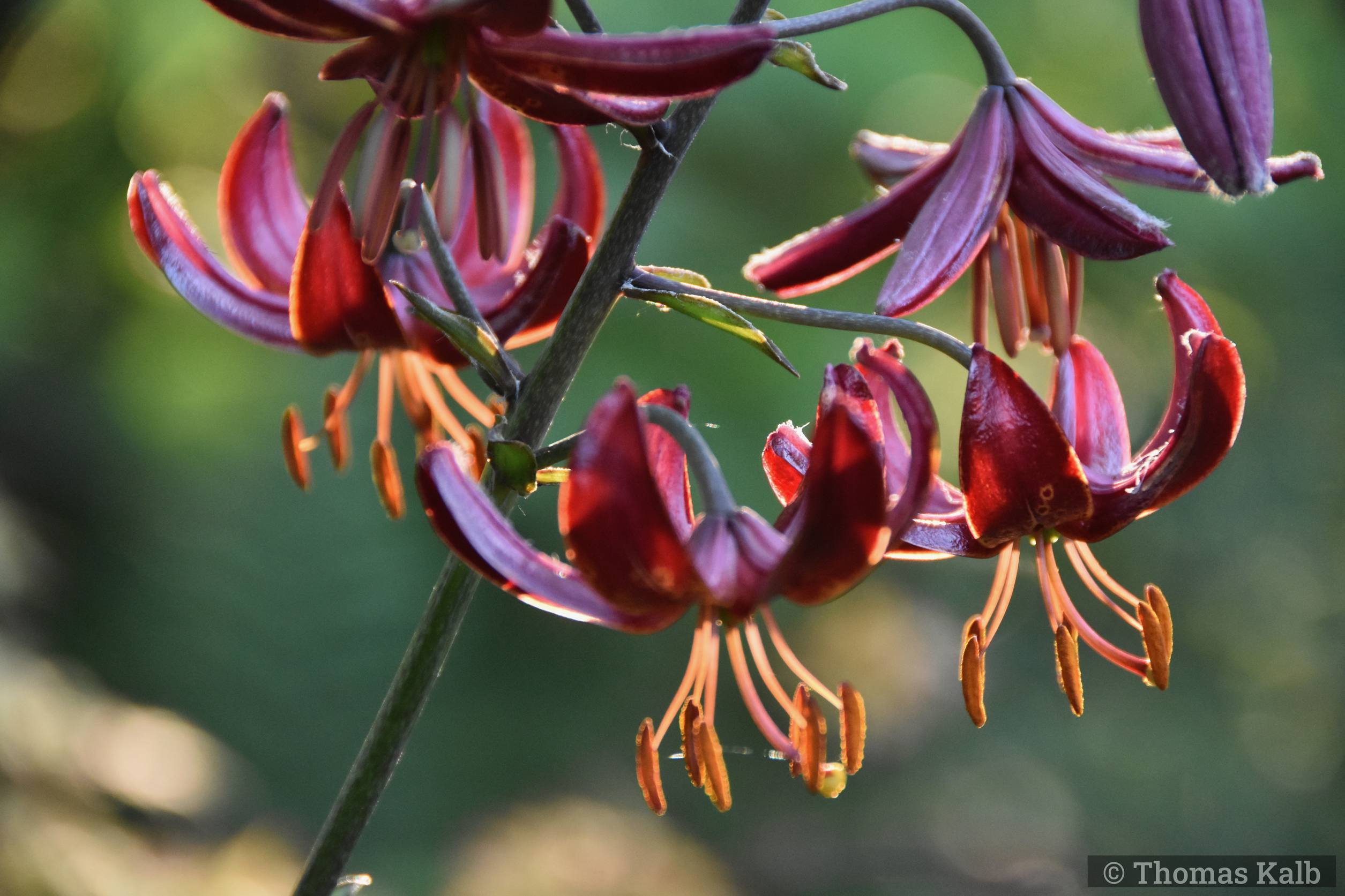 Lilium ’Claude Shride’