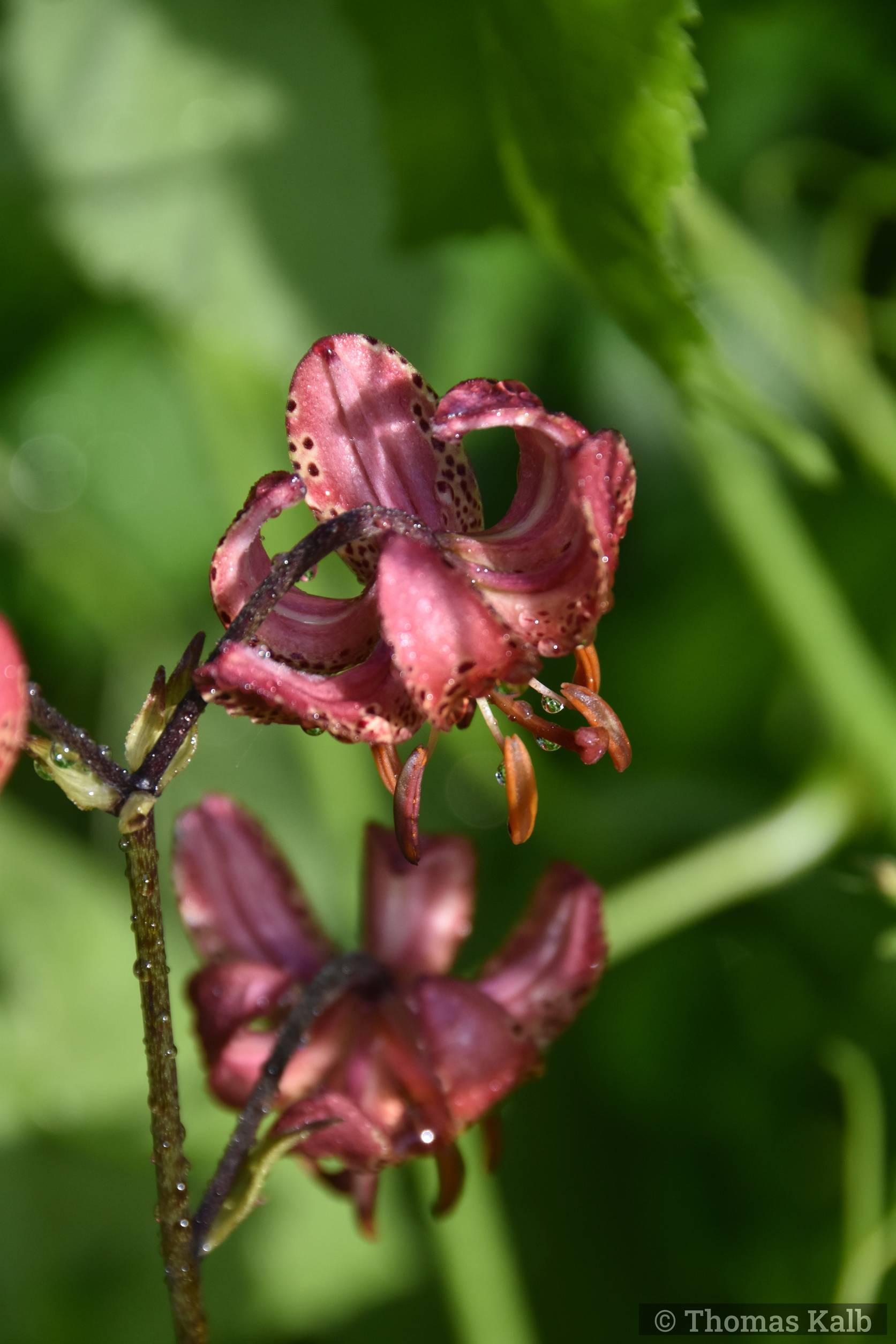 Lilium martagon ‚Manitoba Fox‘