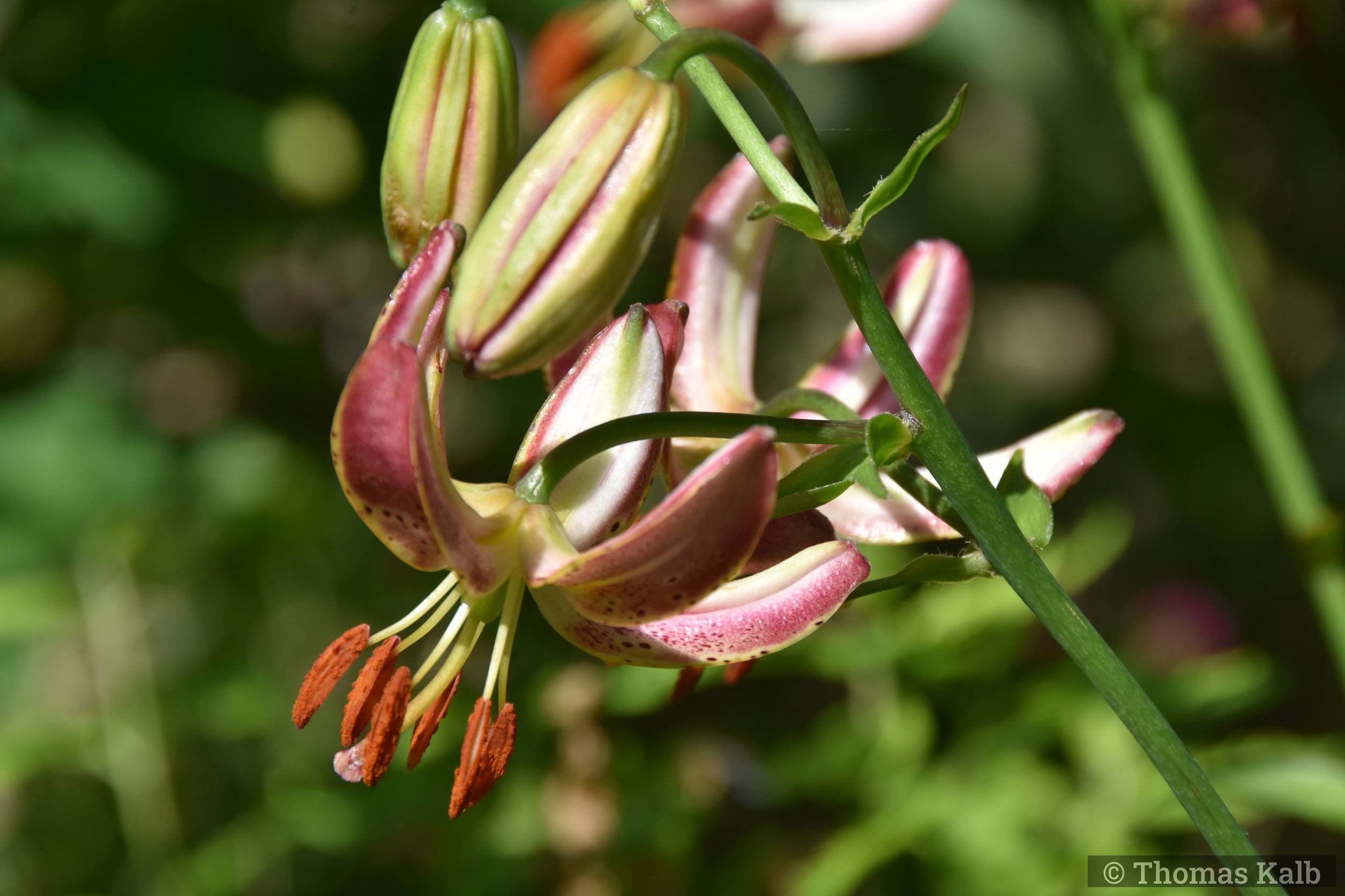 Lilium martagon ‚Slate Morning‘