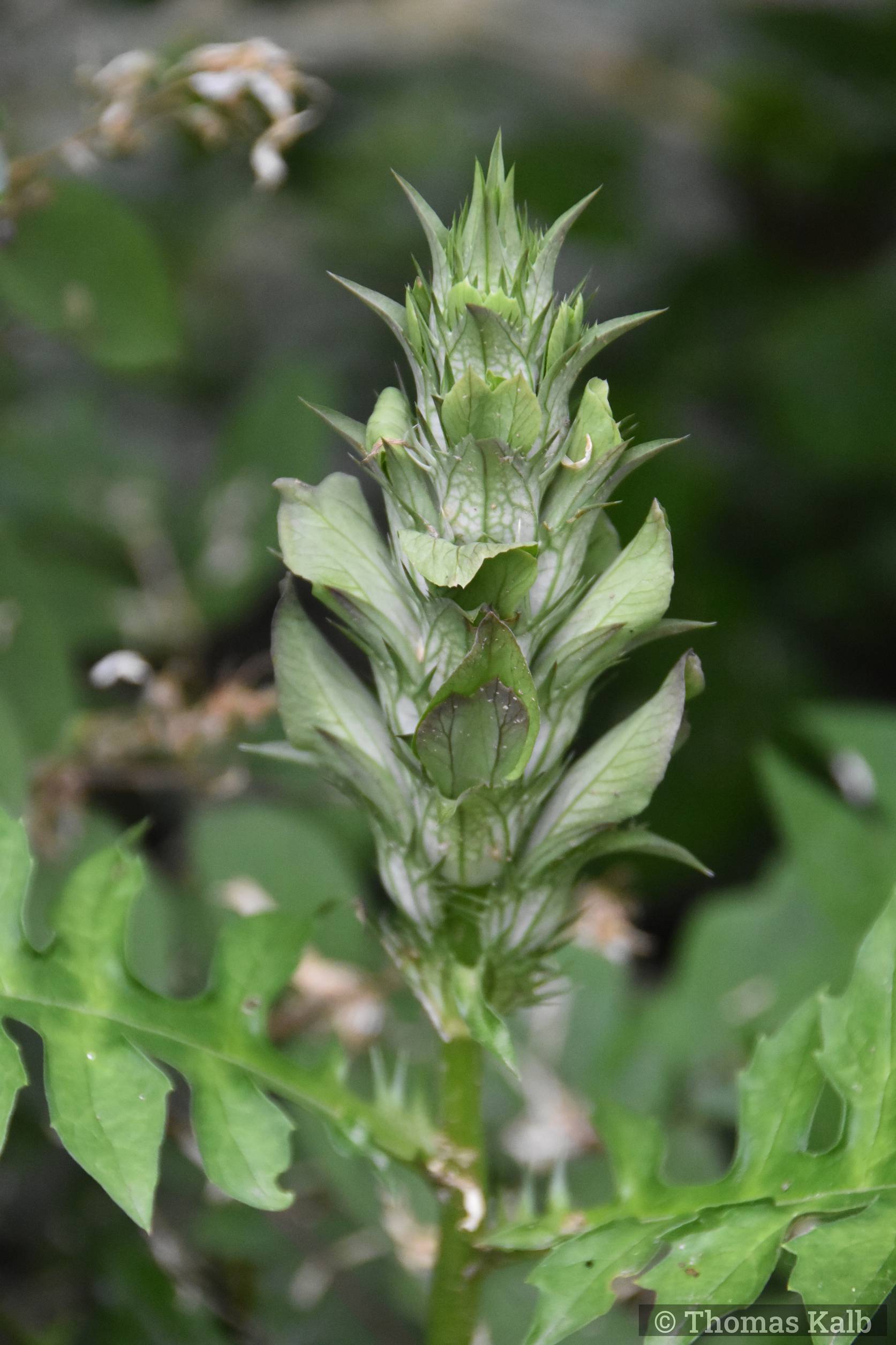 Acanthus (Uta)