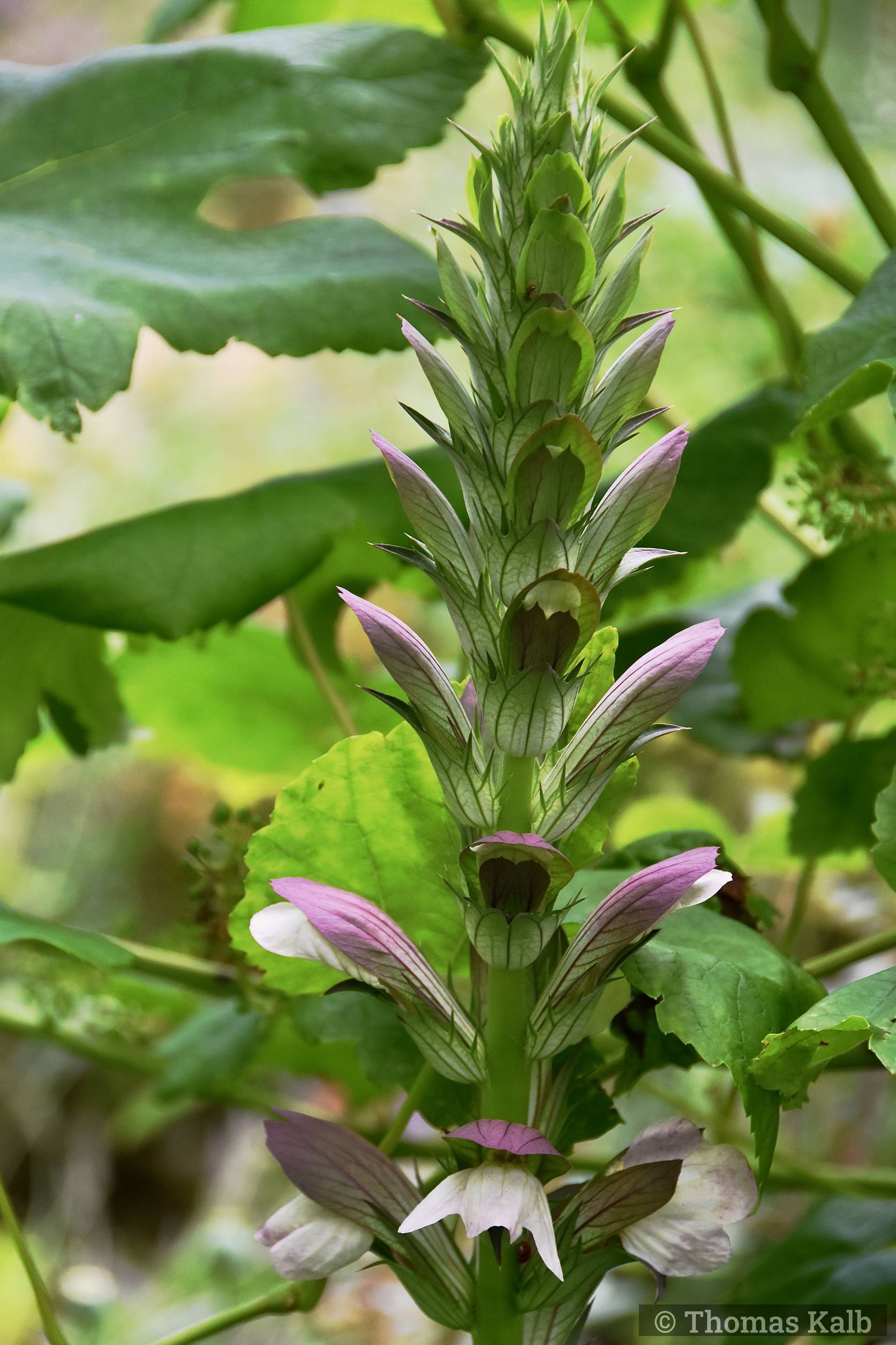 Acanthus mollis x spinosus ’Morning Candle’