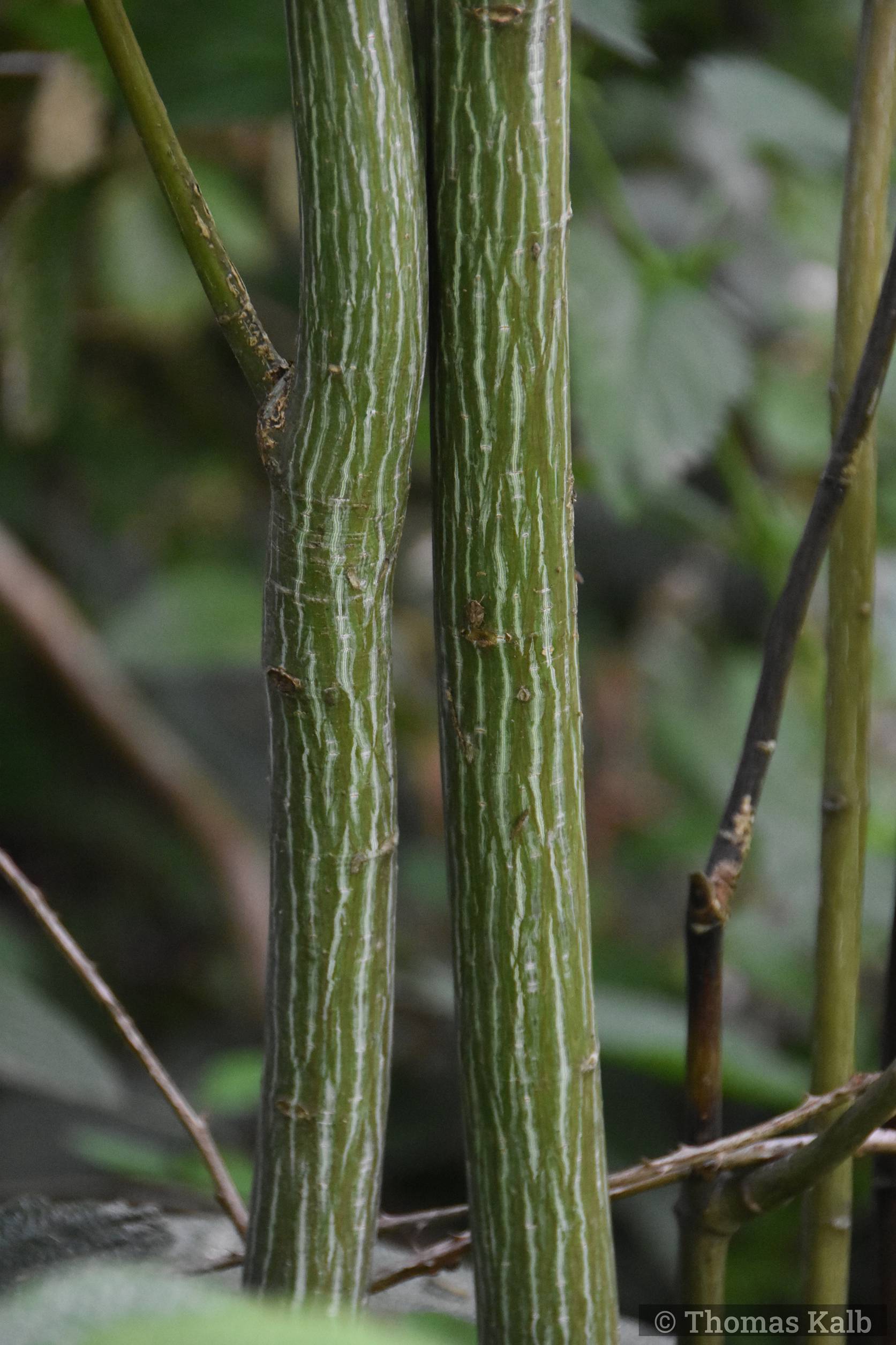 Acer davidii ’Ernest Wilson’