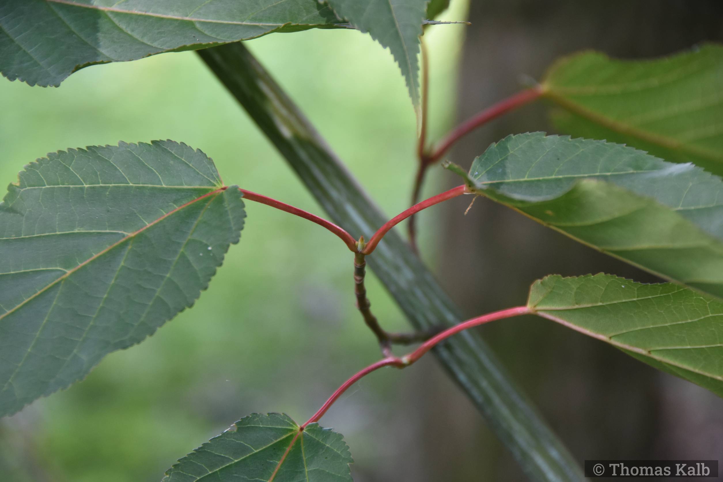 Acer davidii ’Karmen’