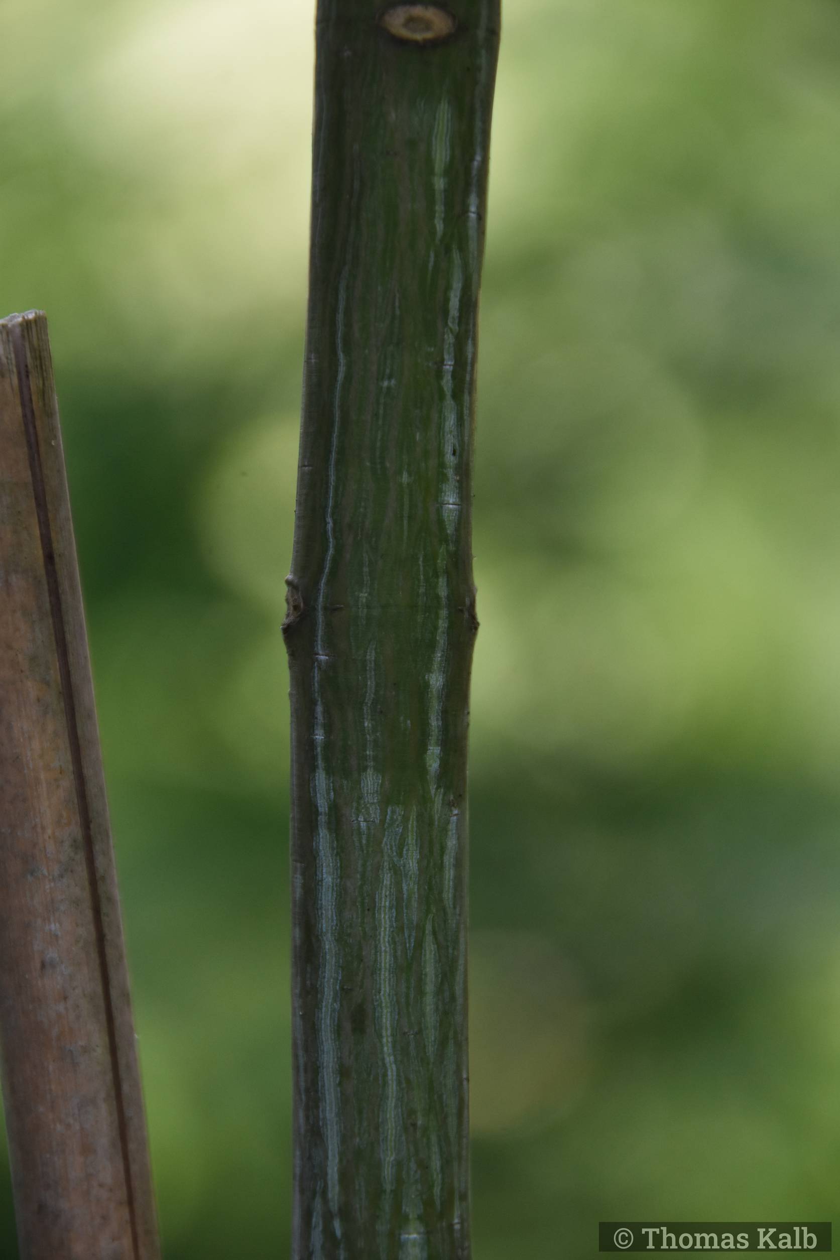 Acer davidii ’Madeline Spitta’