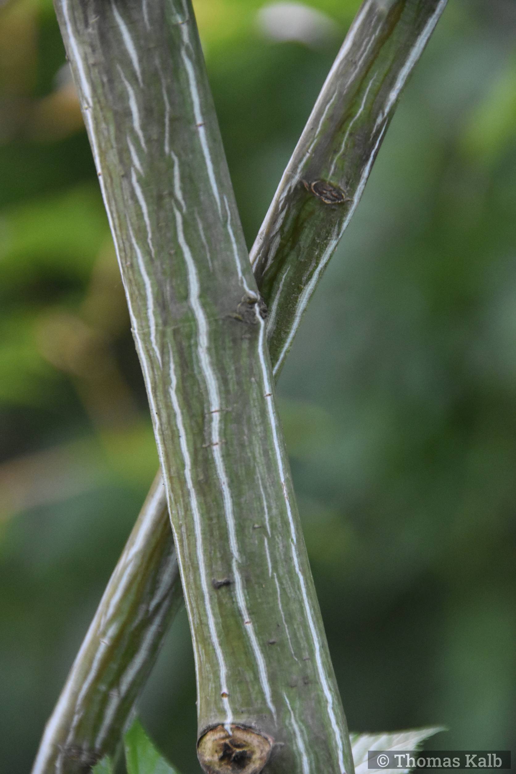 Acer grosseri var. hersii