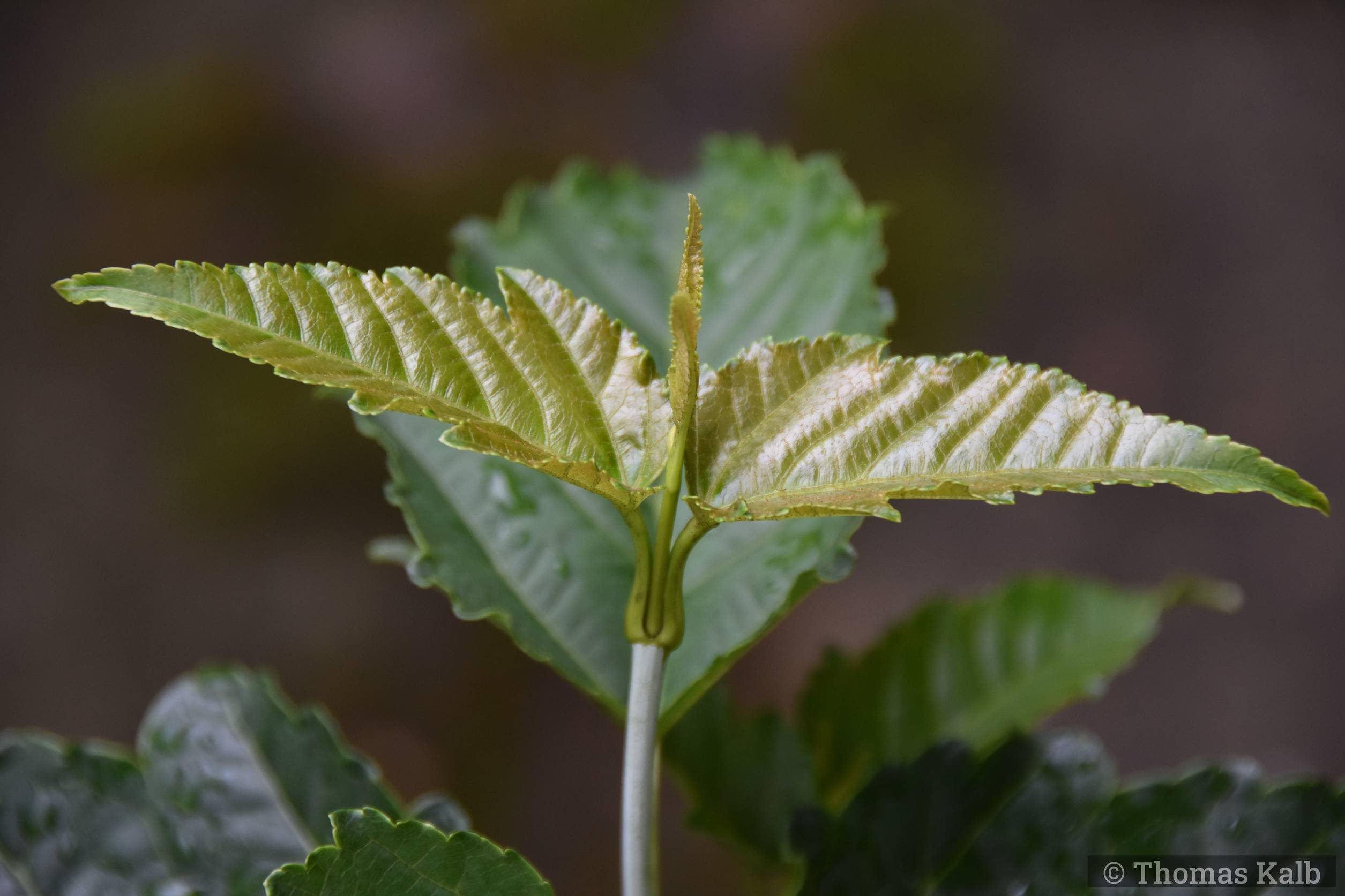 Acer sikkimense ssp. metcalfii