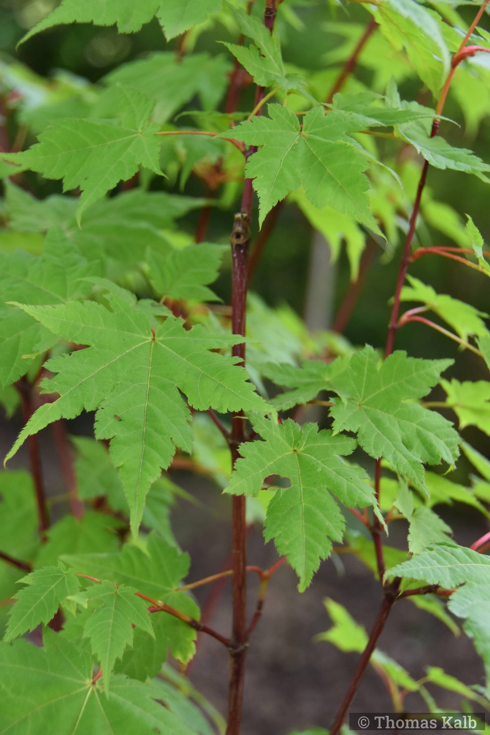 Acer ukurundense