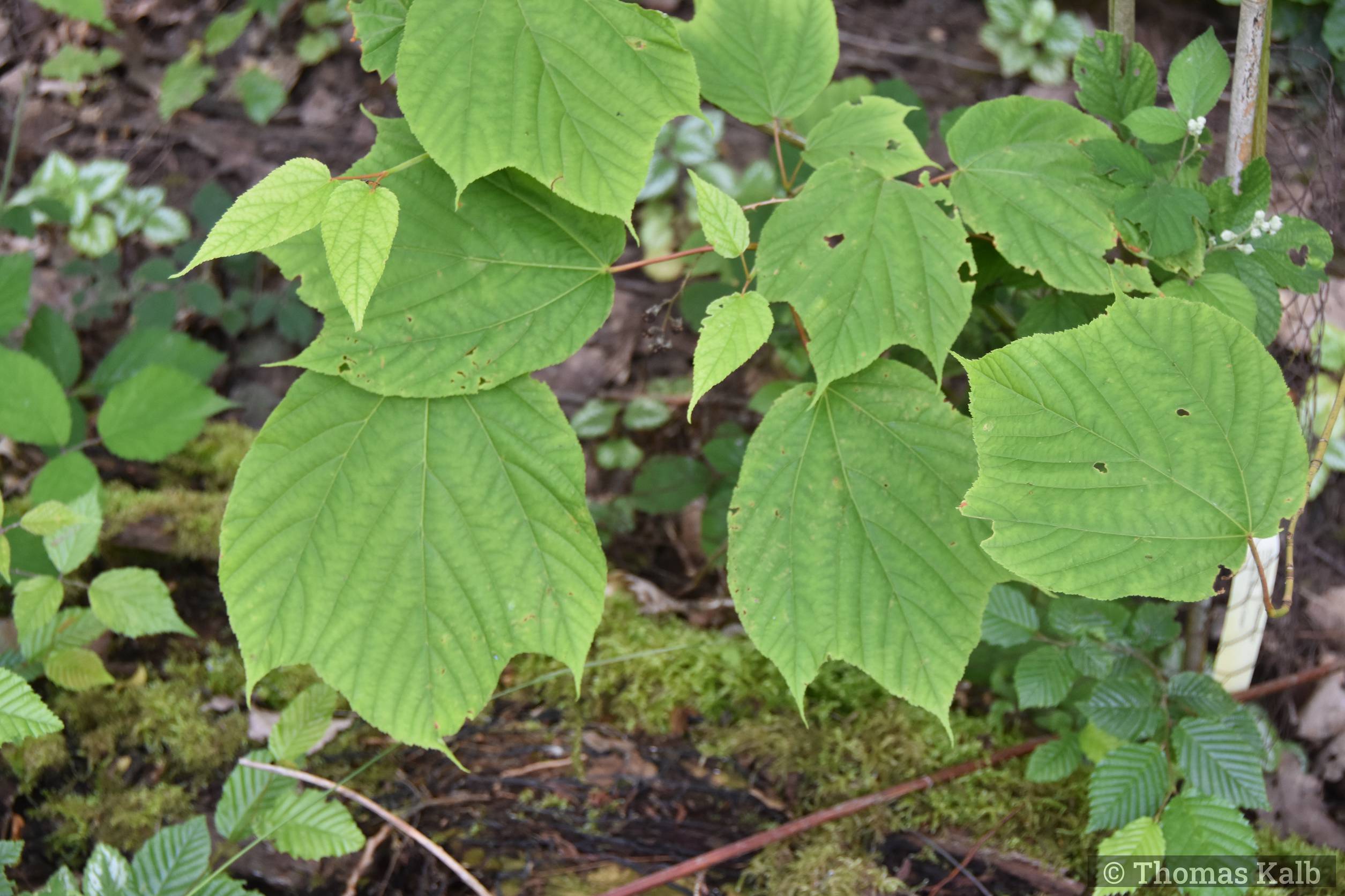 Acer xconspicuum ’Elephant’s Ear’