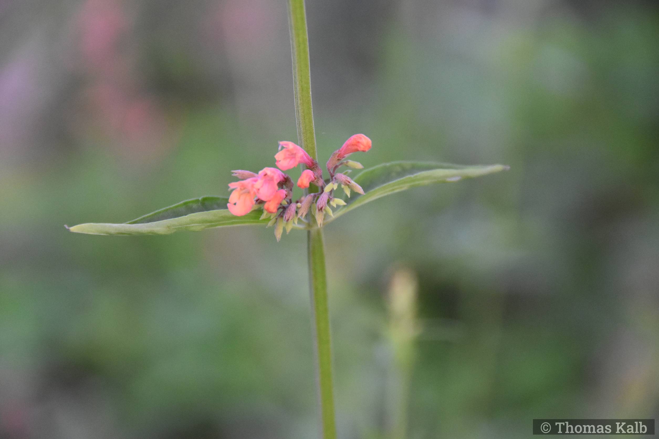 Agastache ‚Kolibri‘