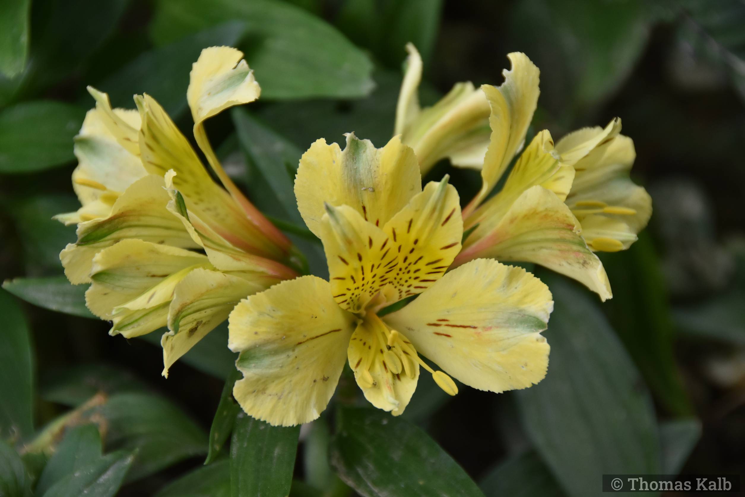 Alstroemeria ‚Bright Yellow‘