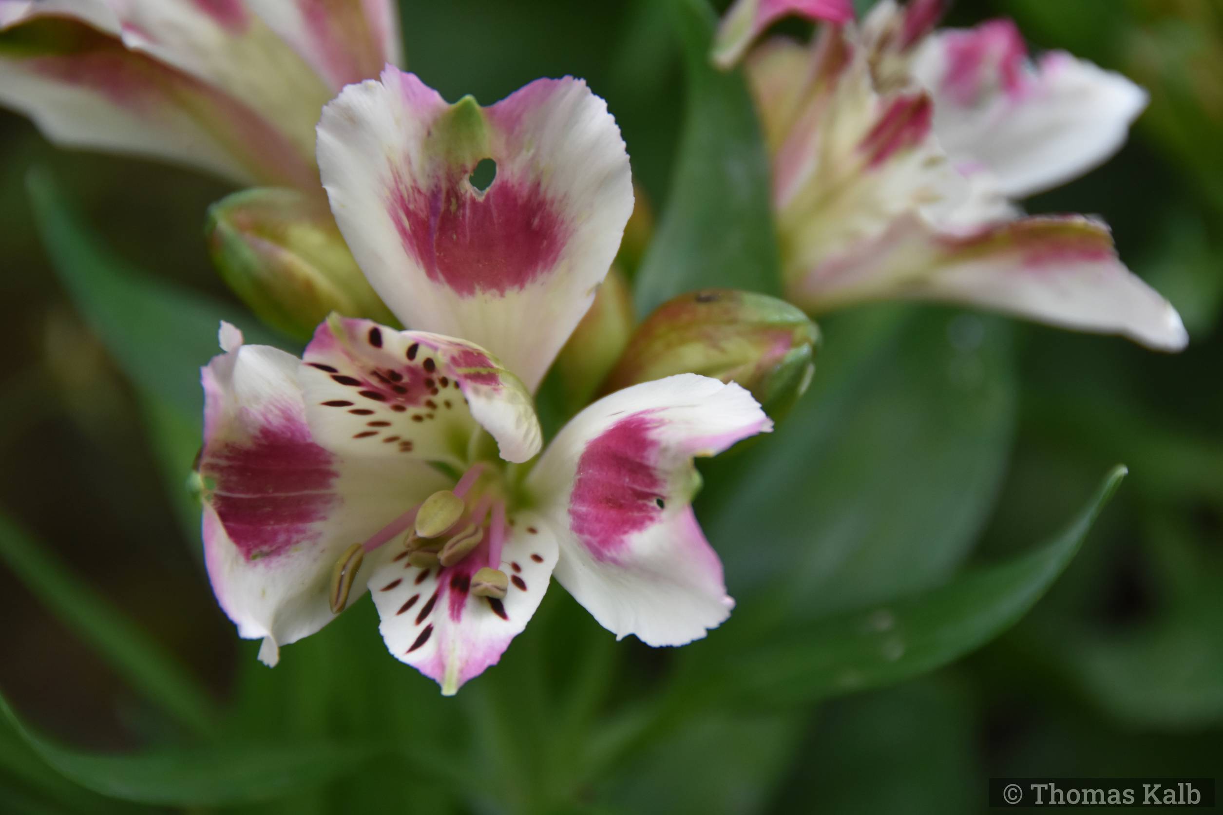 Alstroemeria ‚Inticancha Maya‘